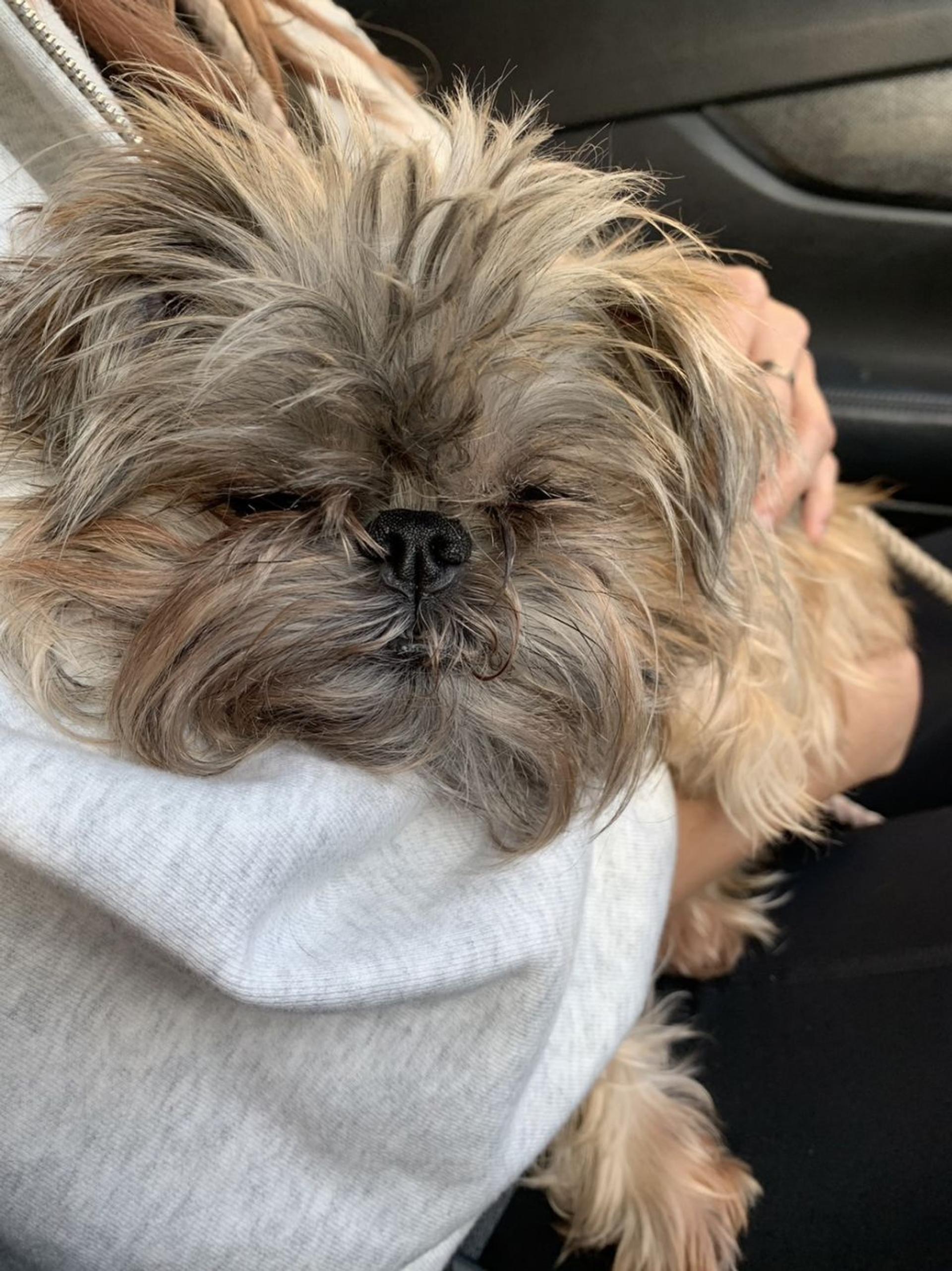 pet-image-7