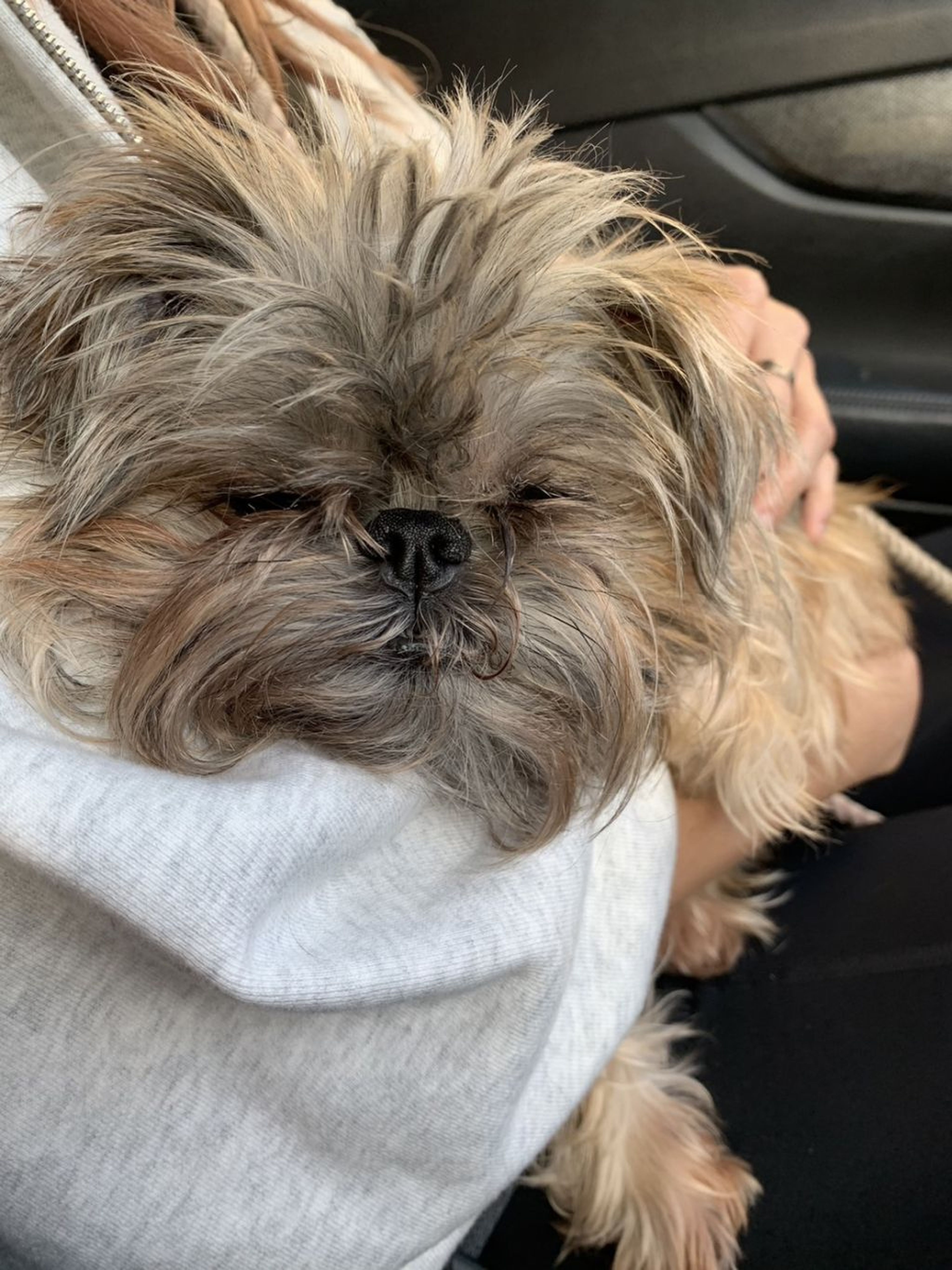 pet-image-7