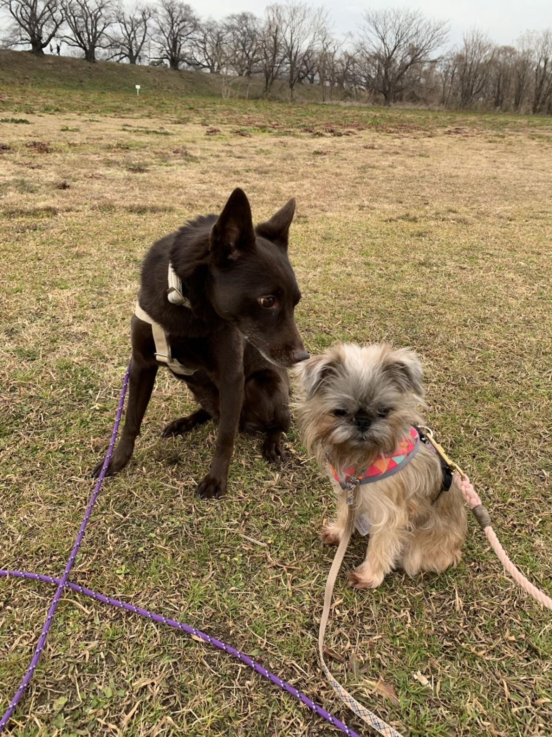 pet-image-8