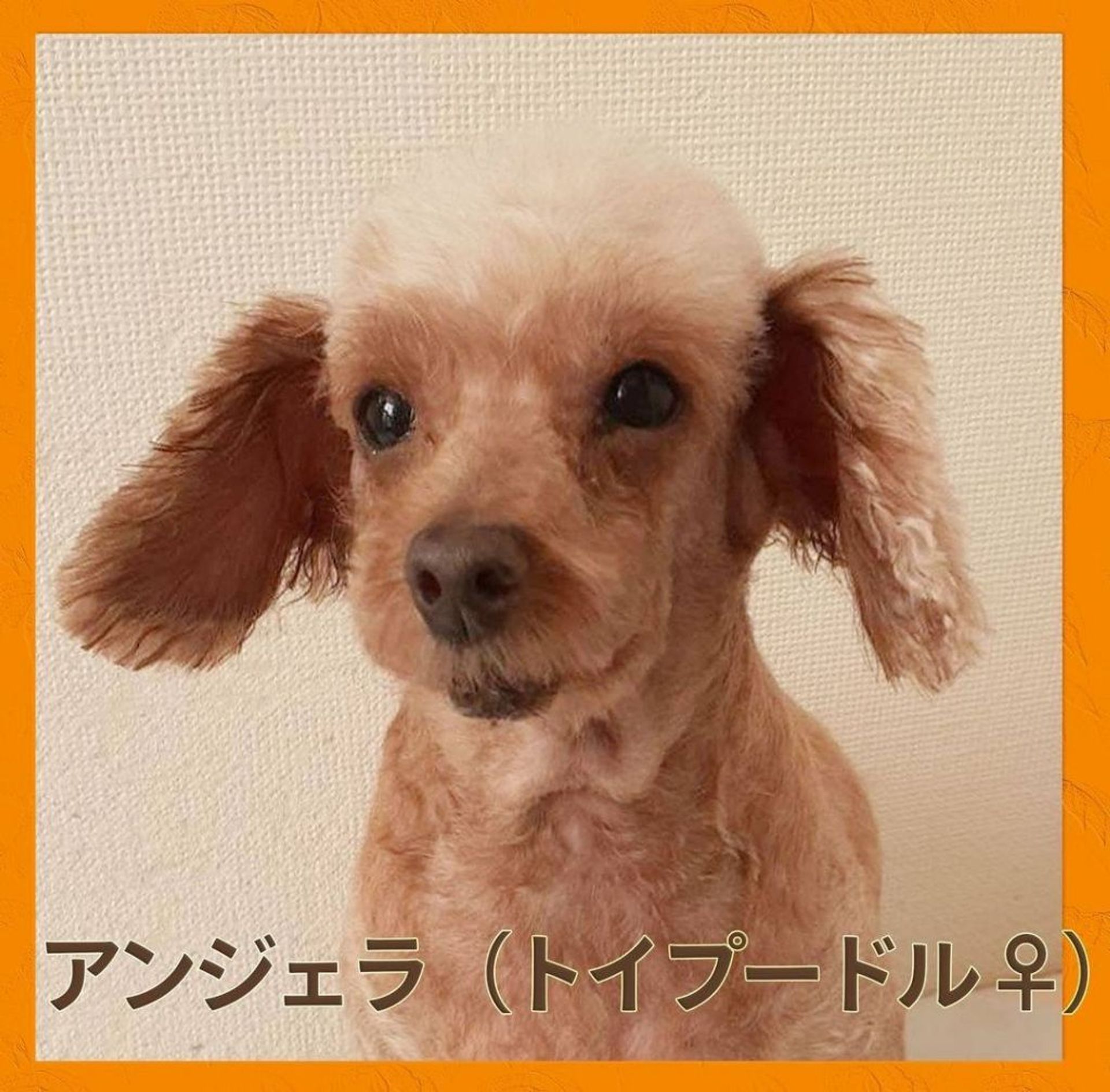 トイプードル・メスの里親募集の写真