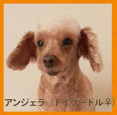 アンジェラの写真