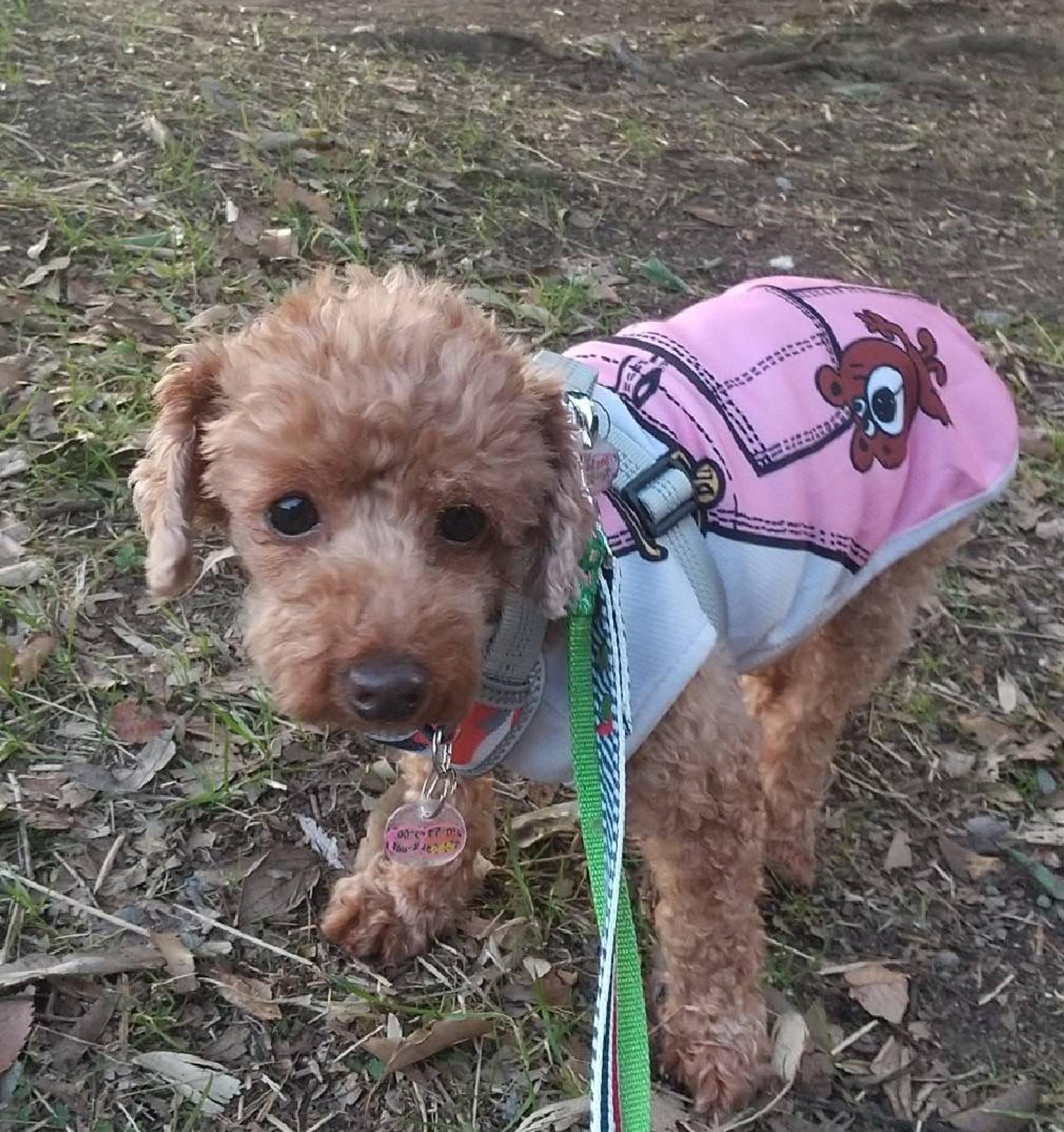 pet-image-3