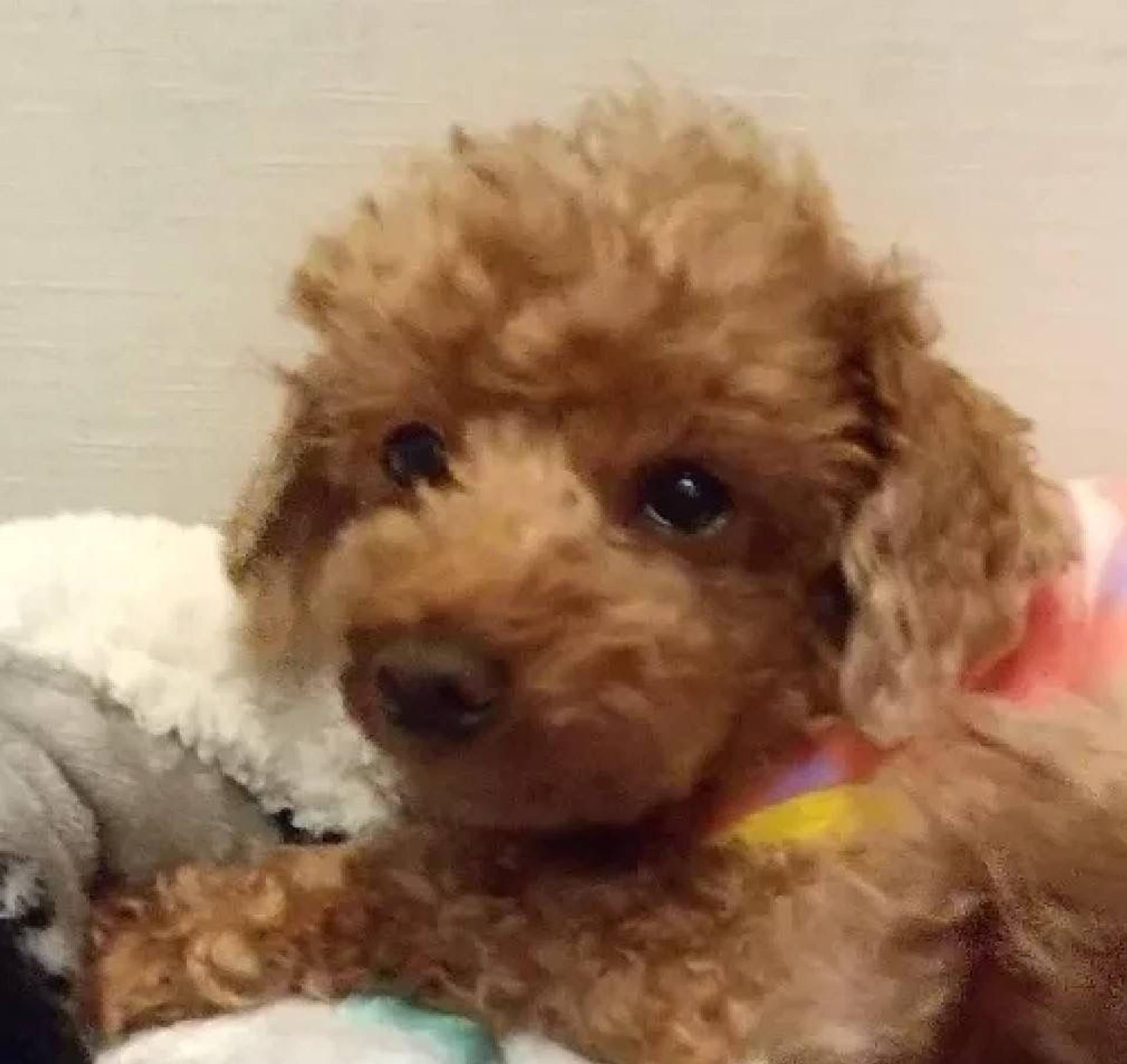 pet-image-4
