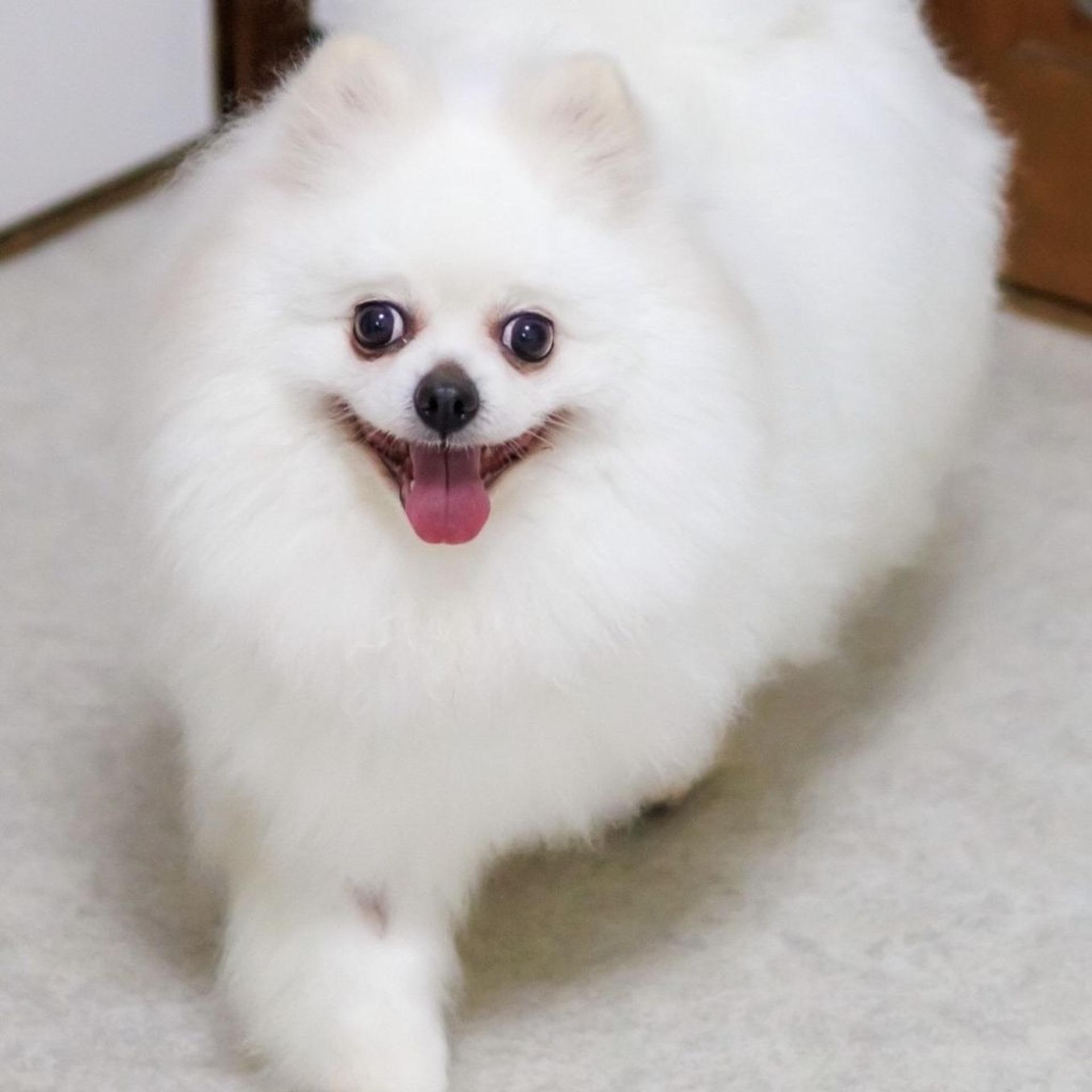 pet-image-2