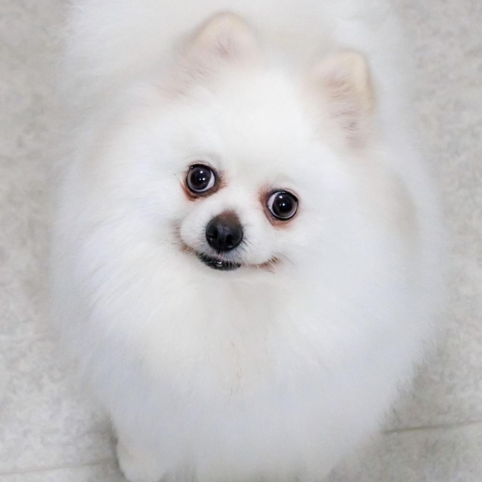 pet-image-3