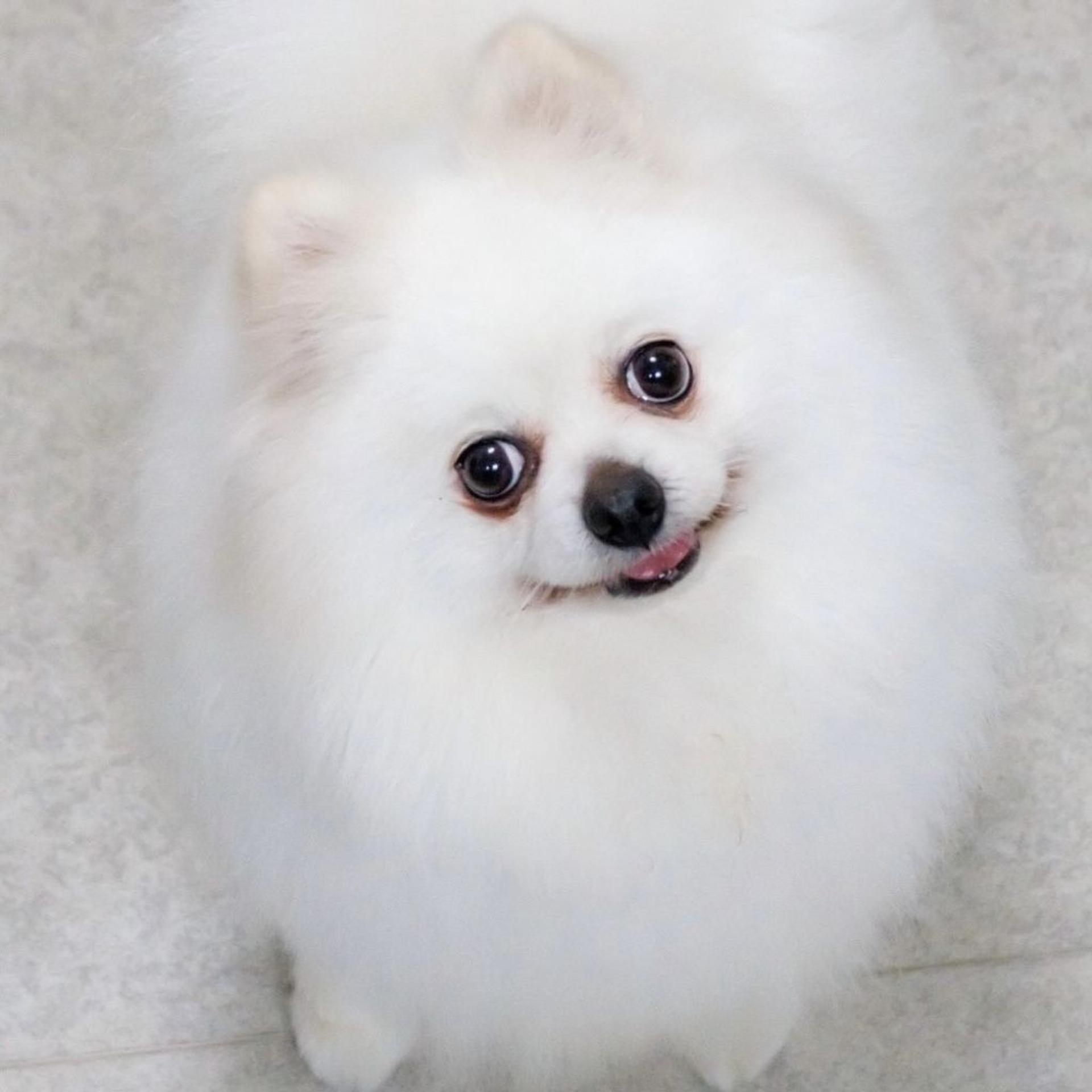 pet-image-4