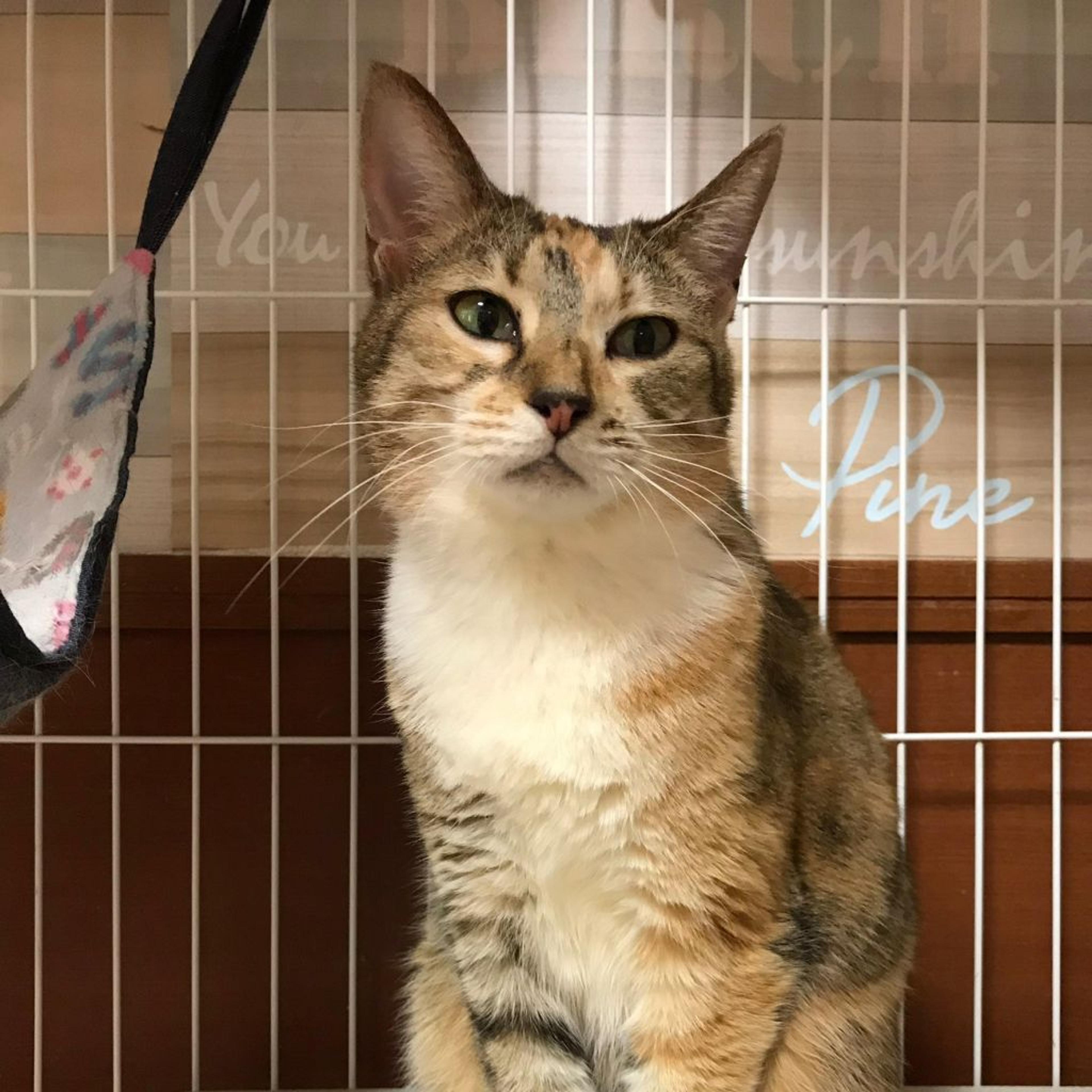 pet-image-2