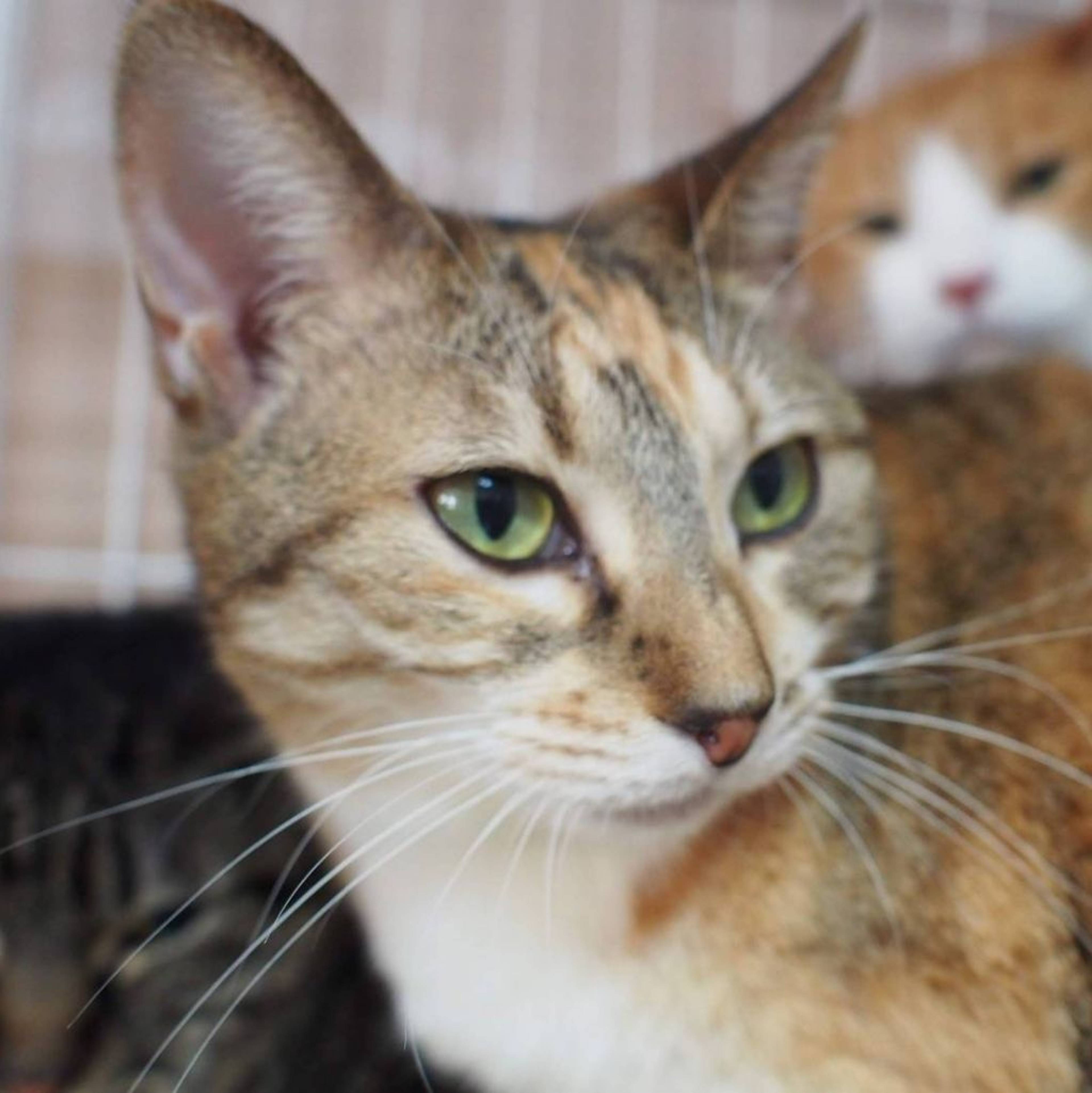 雑種（ミックス猫）・メスの里親募集の写真