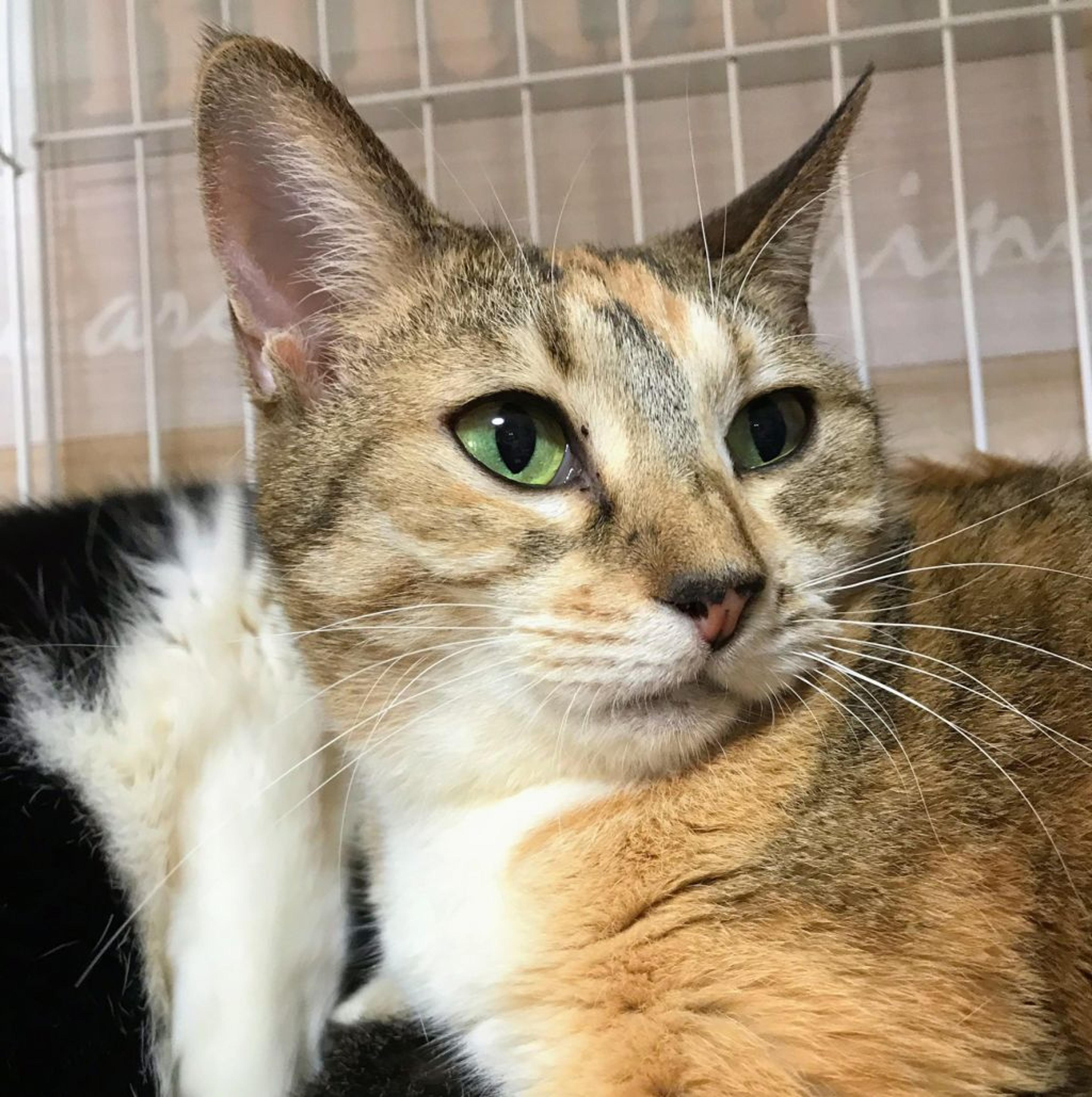 pet-image-3