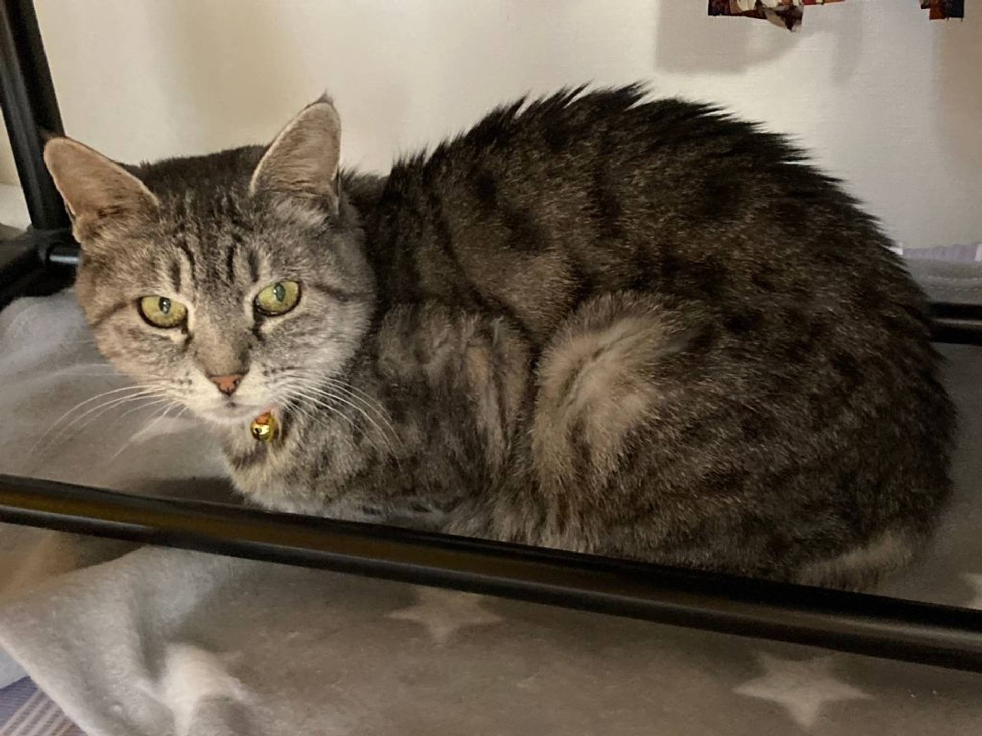 雑種（ミックス猫）・メスの里親募集の写真