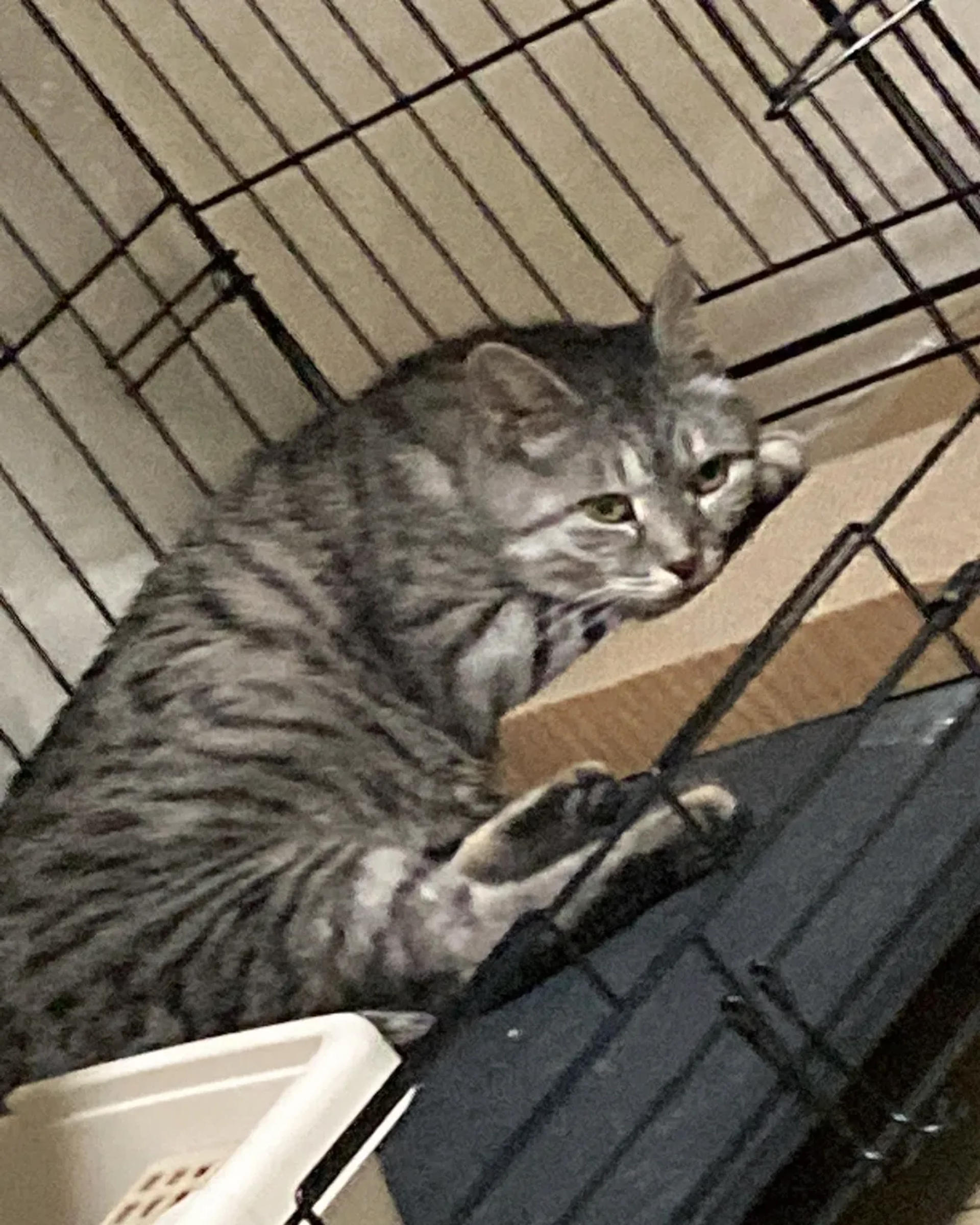 pet-image-3