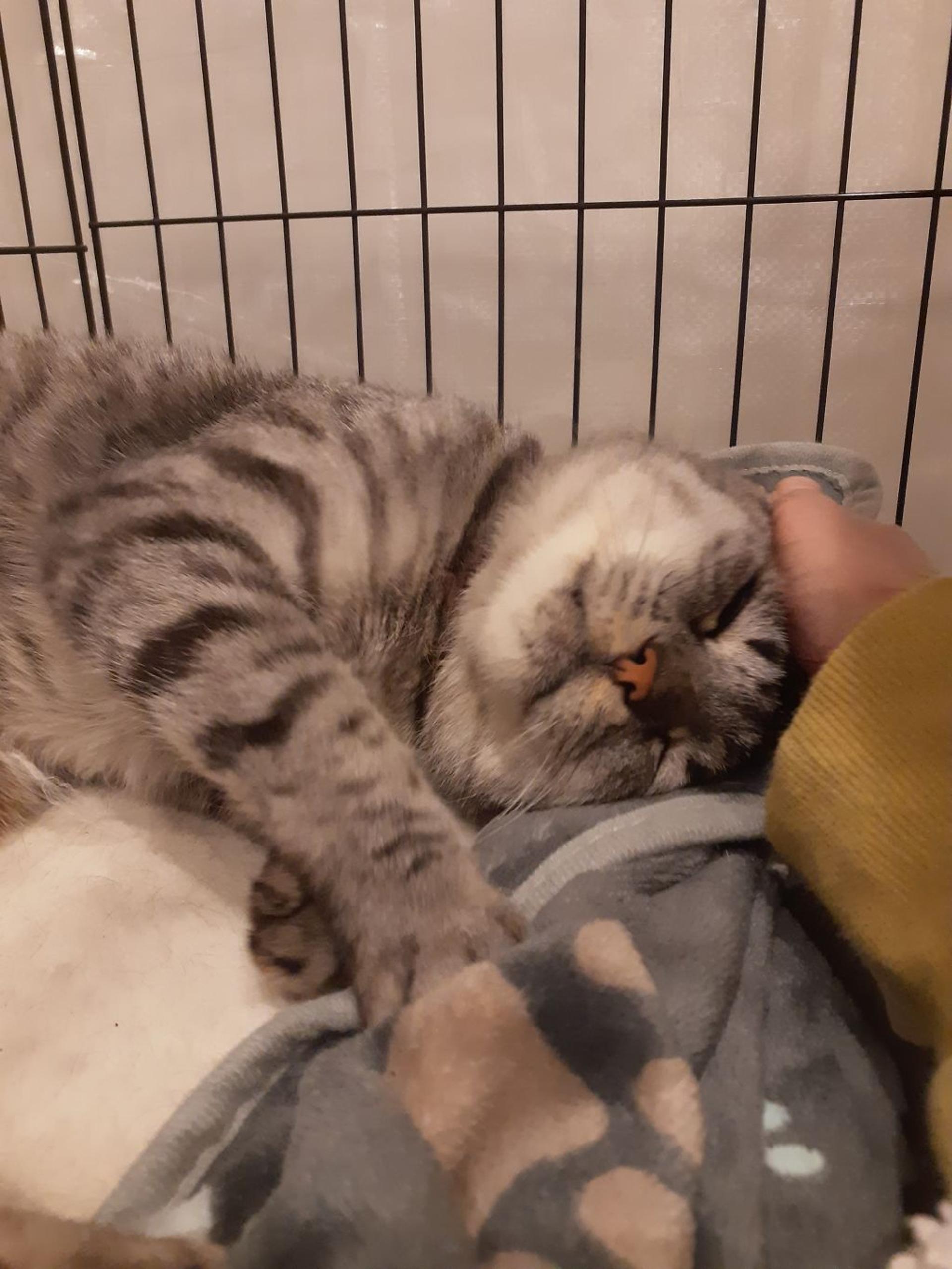 pet-image-5