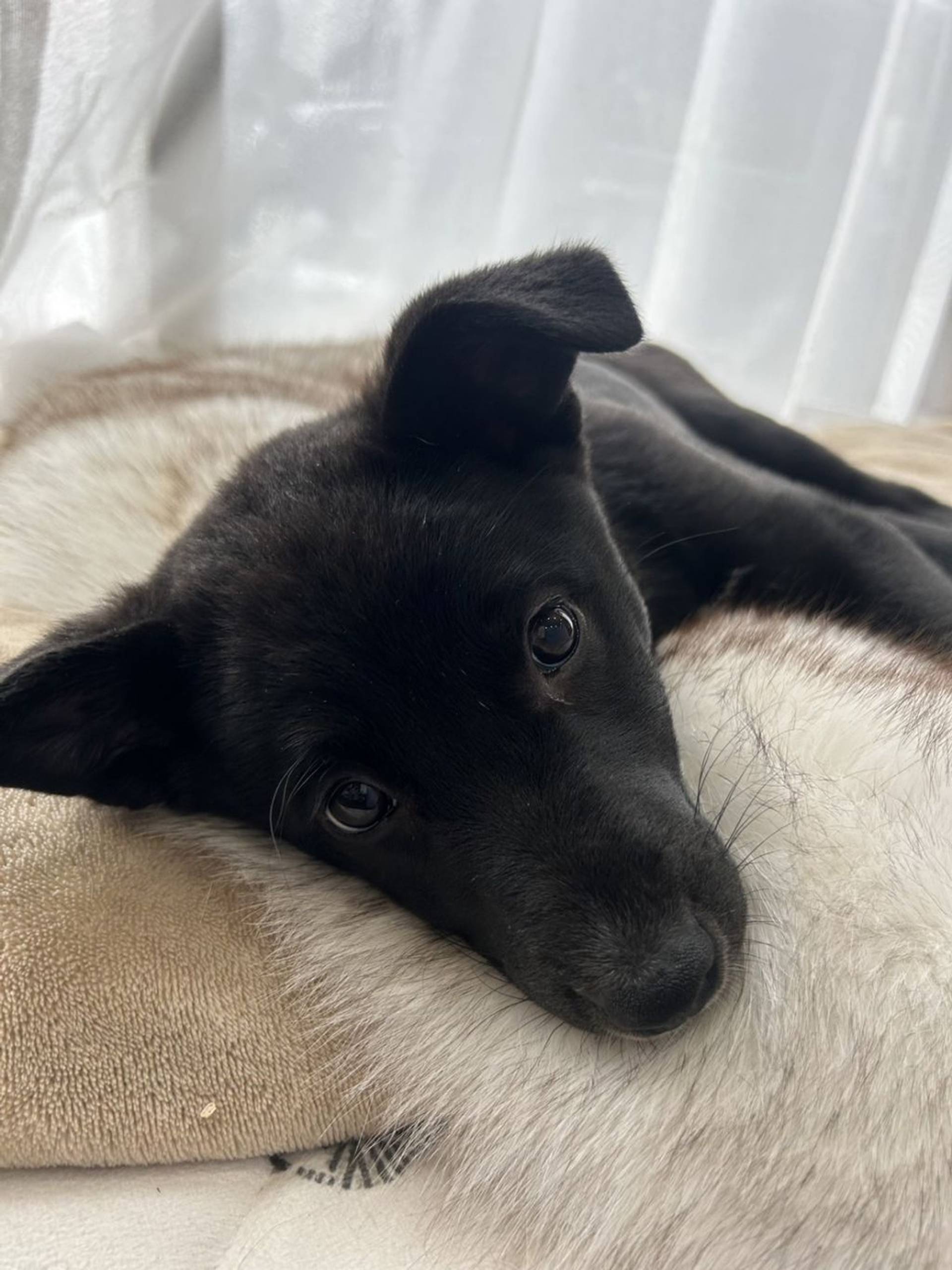 雑種（ミックス犬）・オスの里親募集の写真