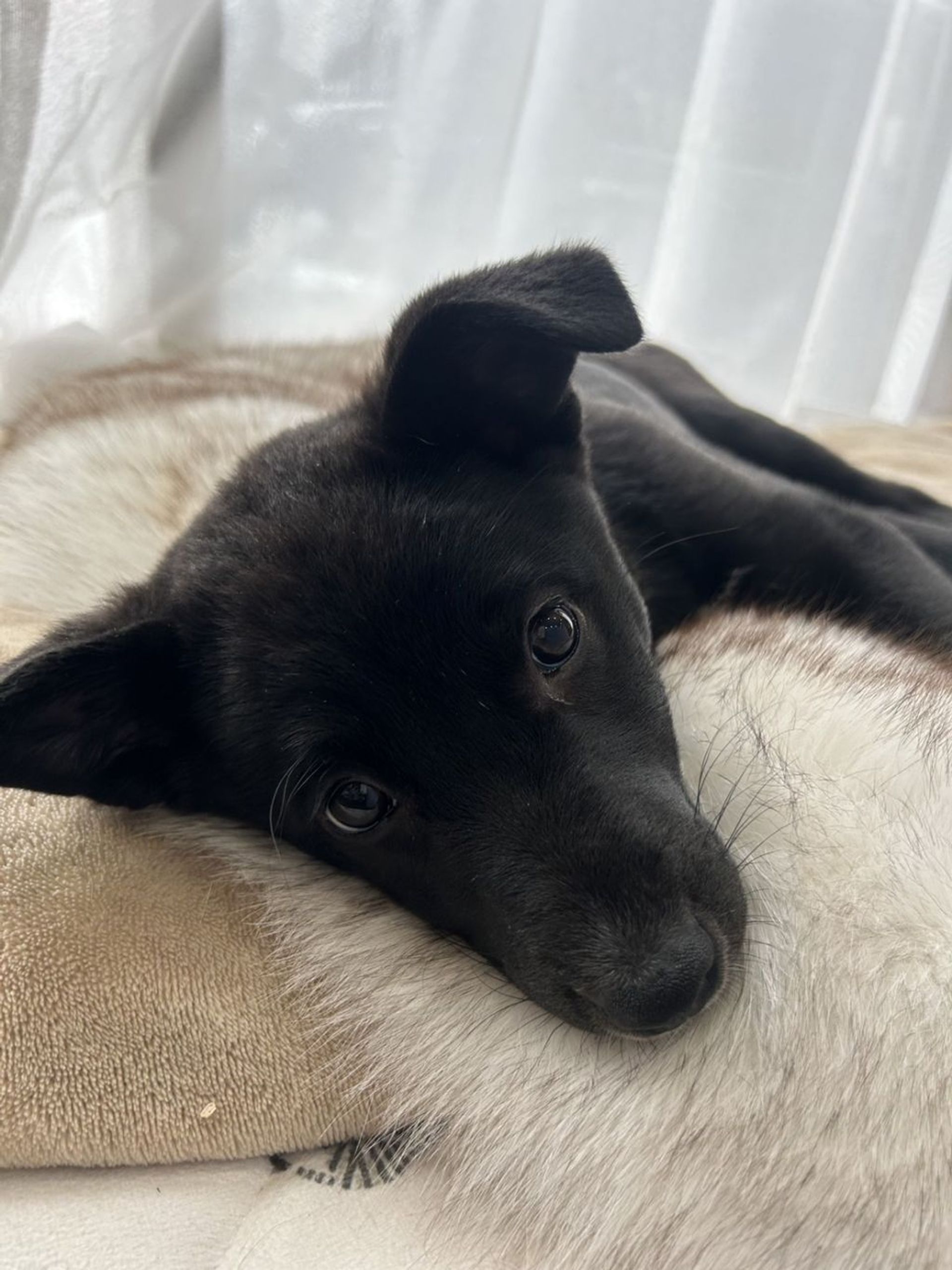 雑種（ミックス犬）・オスの里親募集の写真