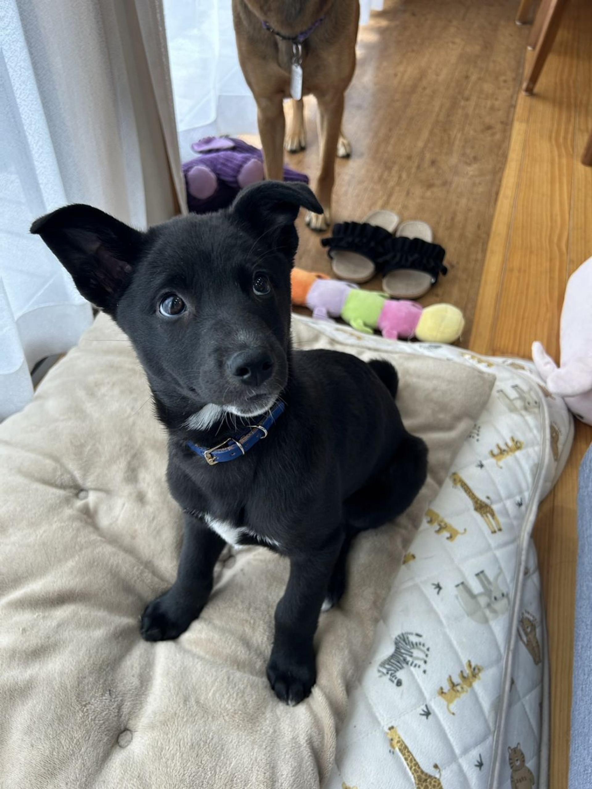 pet-image-2