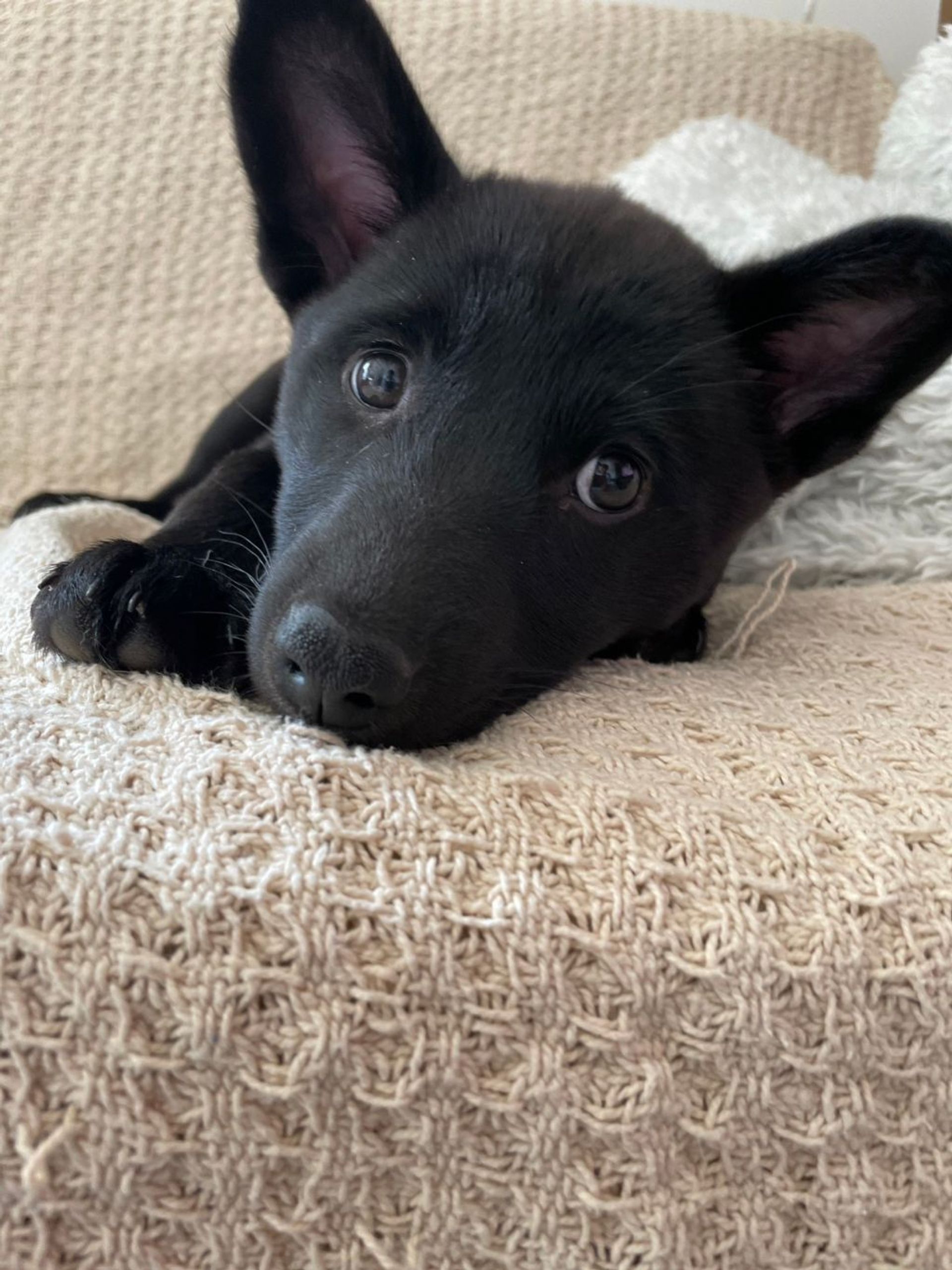 雑種（ミックス犬）・メスの里親募集の写真