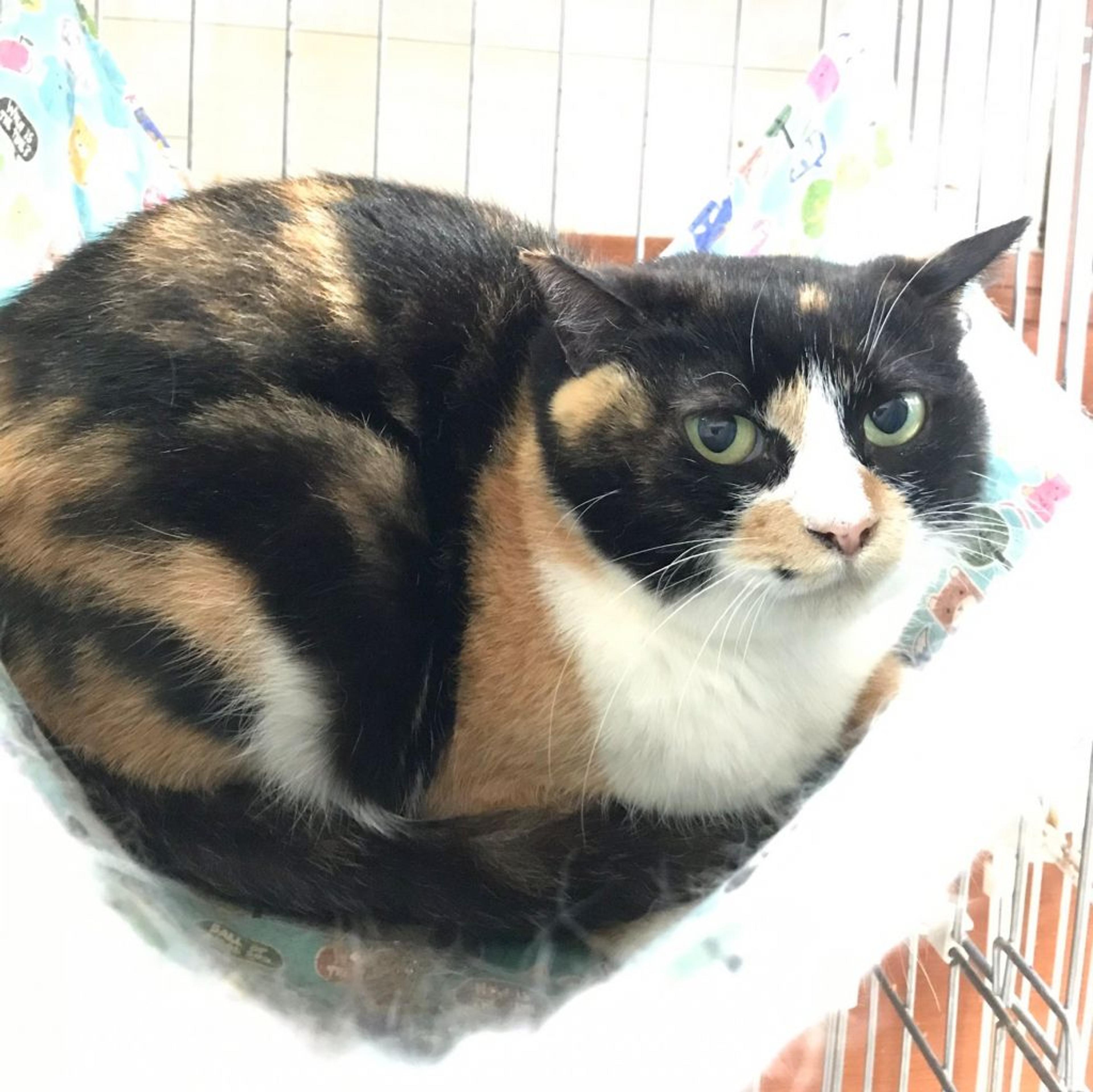 pet-image-3