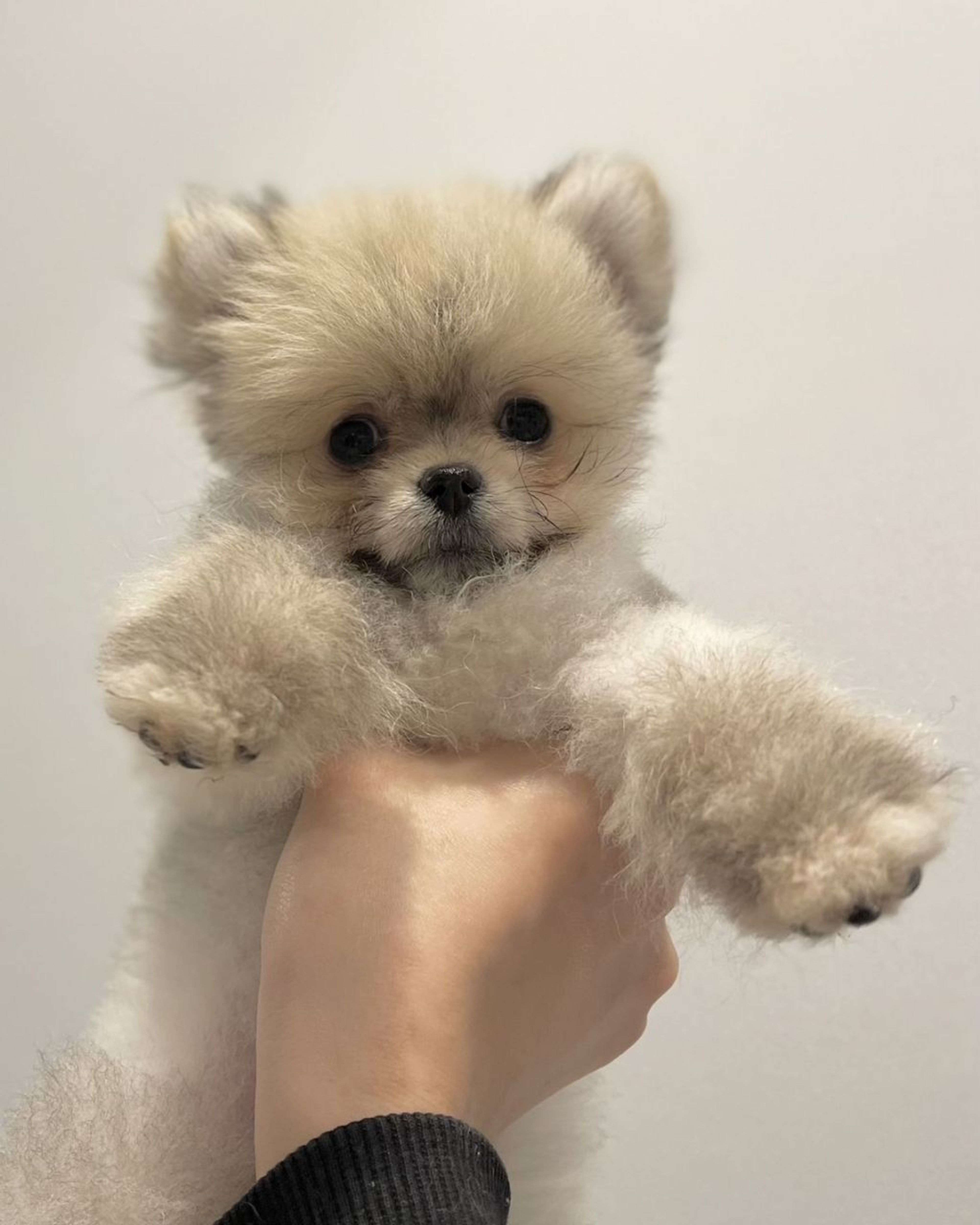 ポメラニアン・オスの里親募集の写真