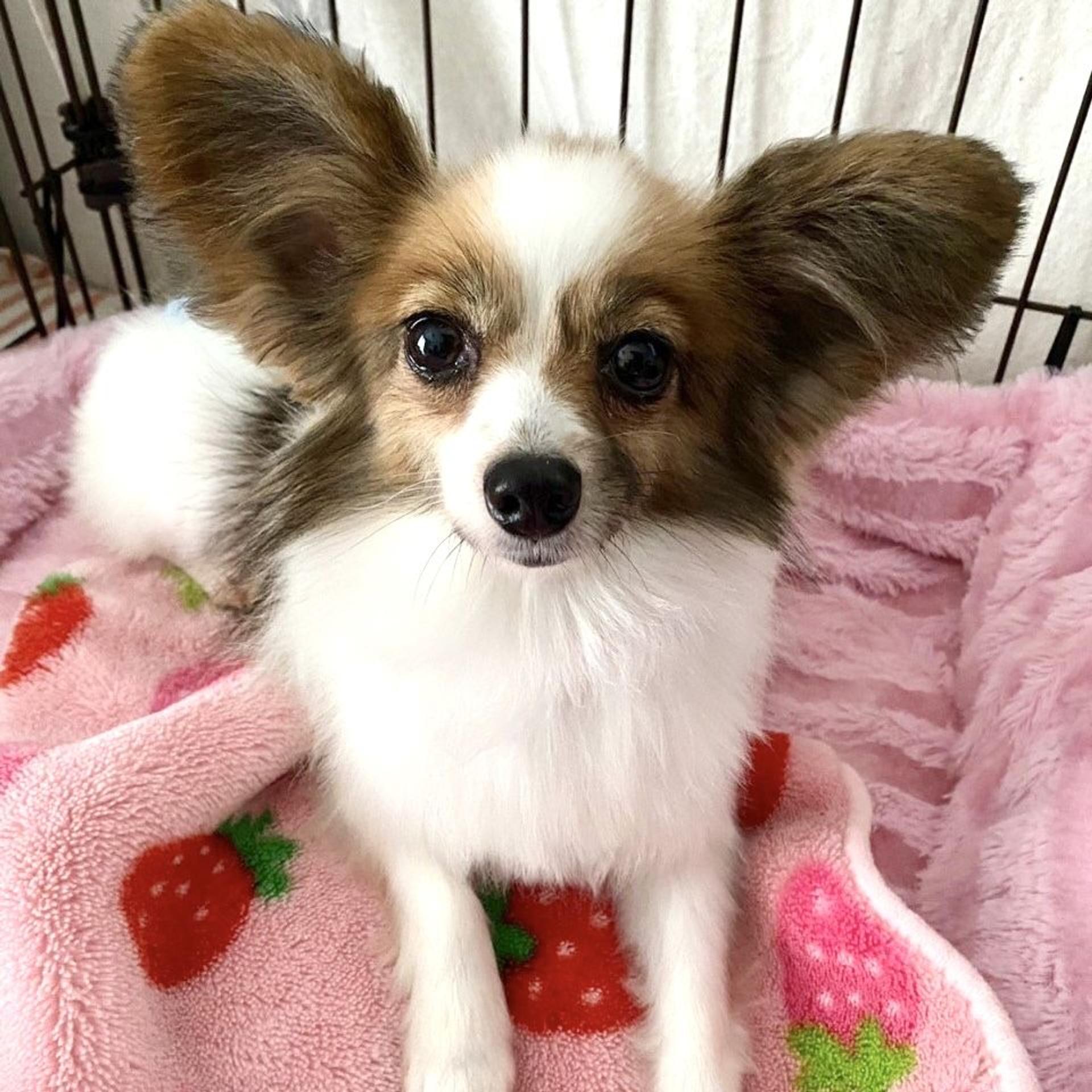 pet-image-2