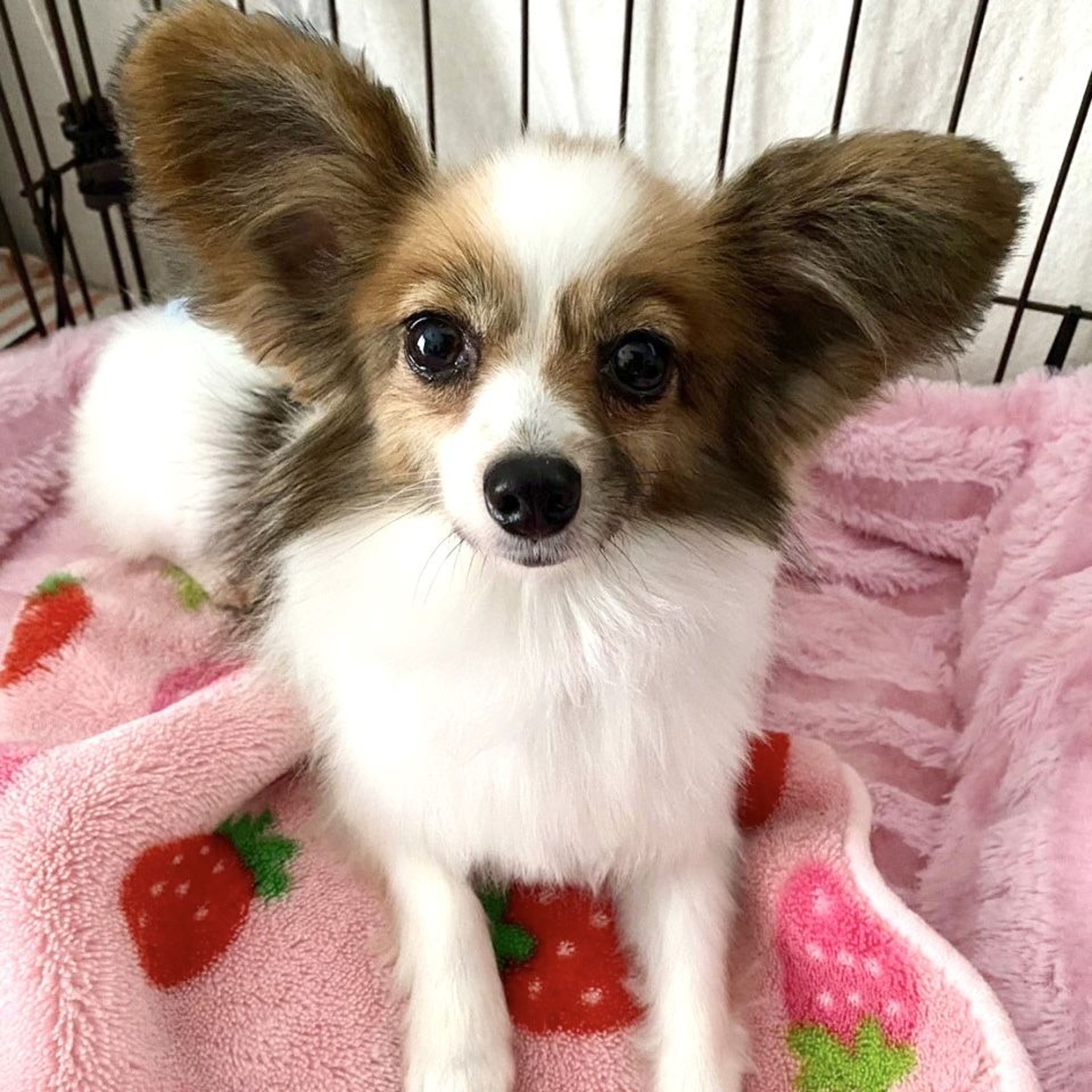 pet-image-2