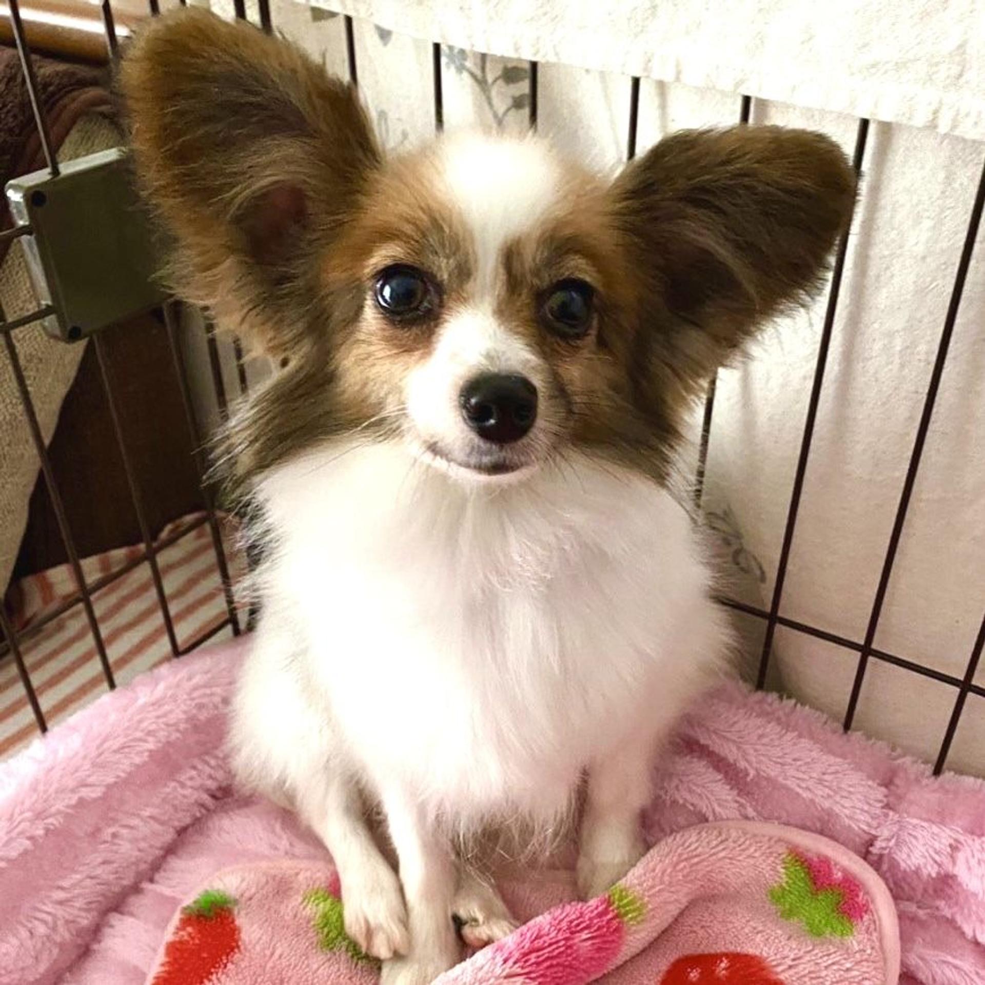 pet-image-3