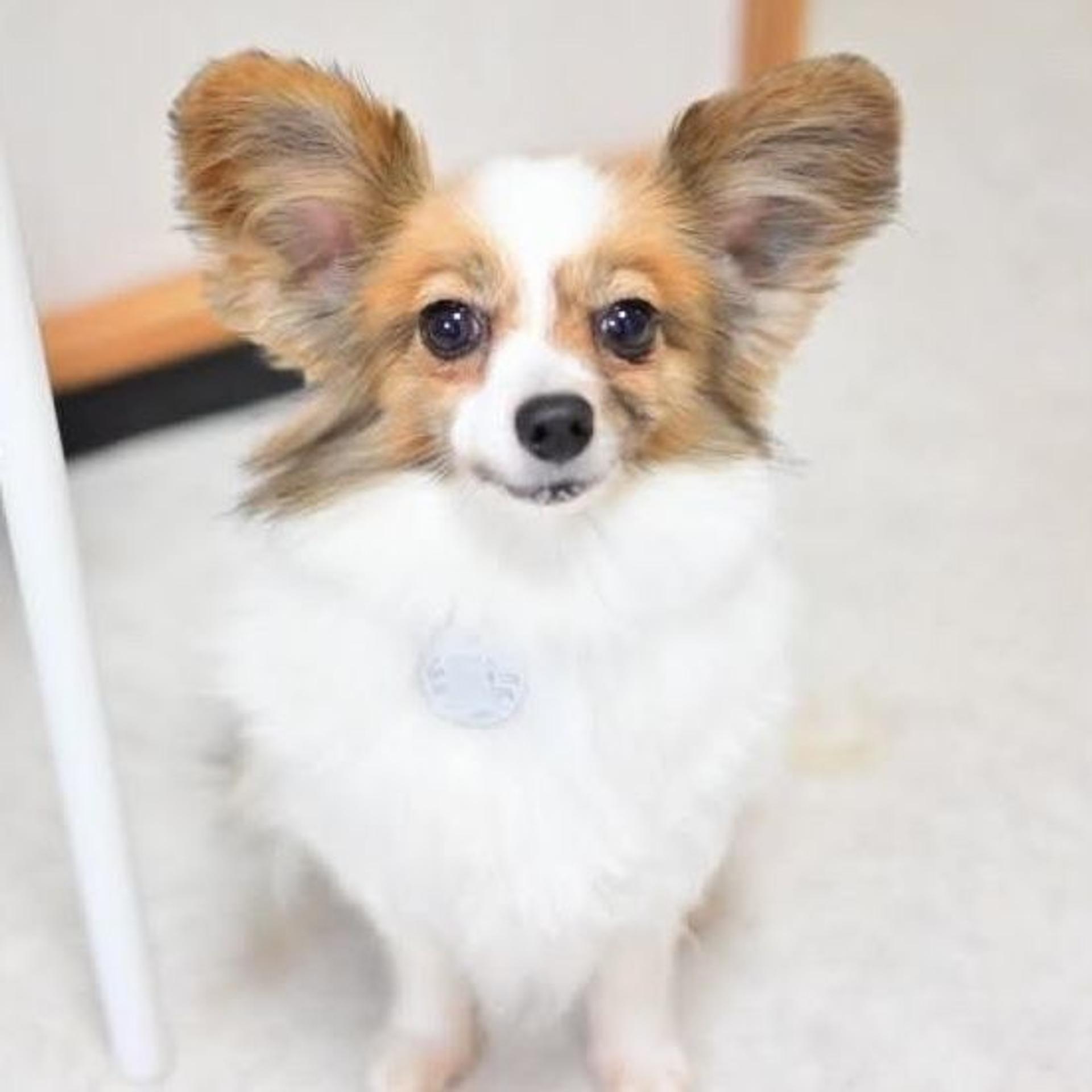 pet-image-4
