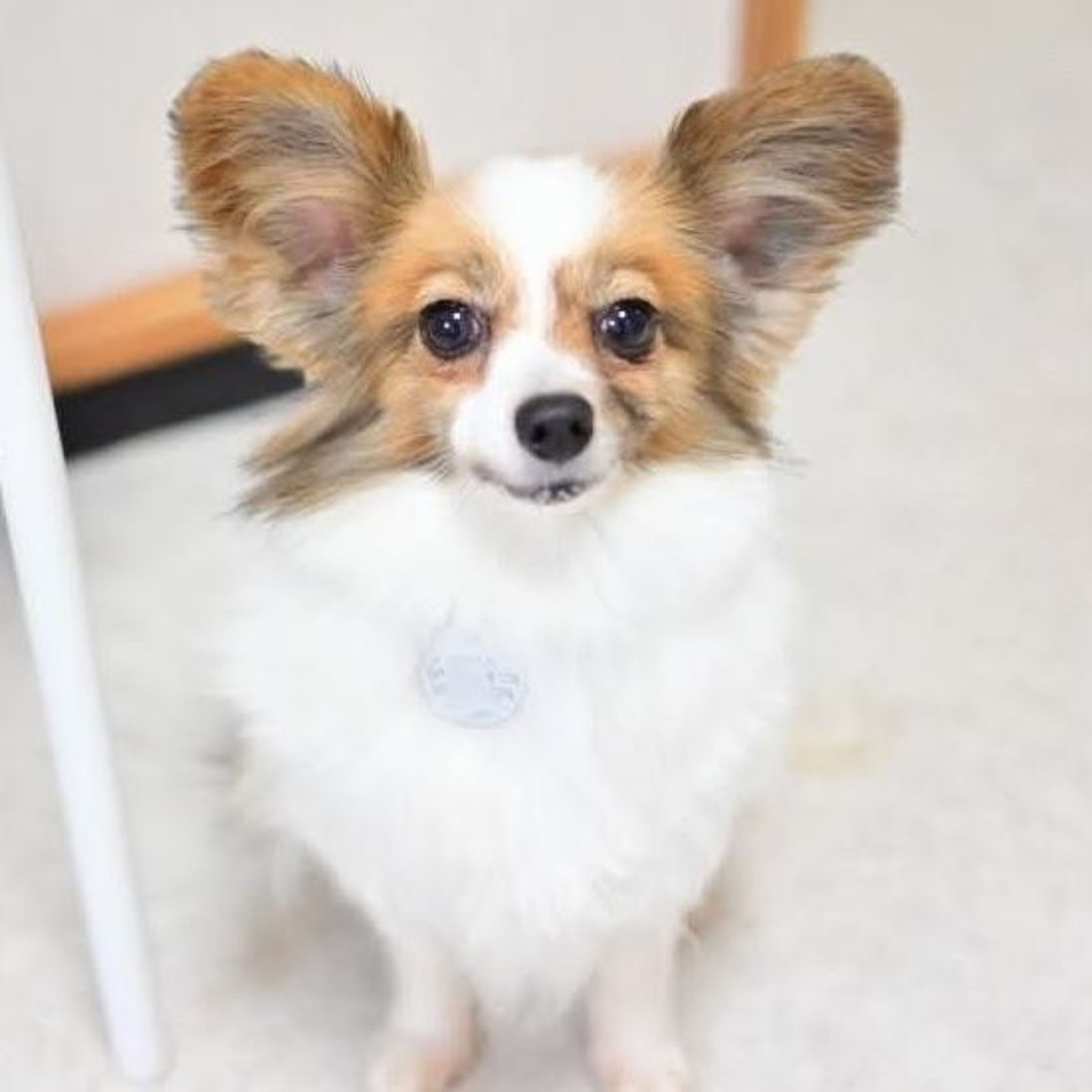 pet-image-4