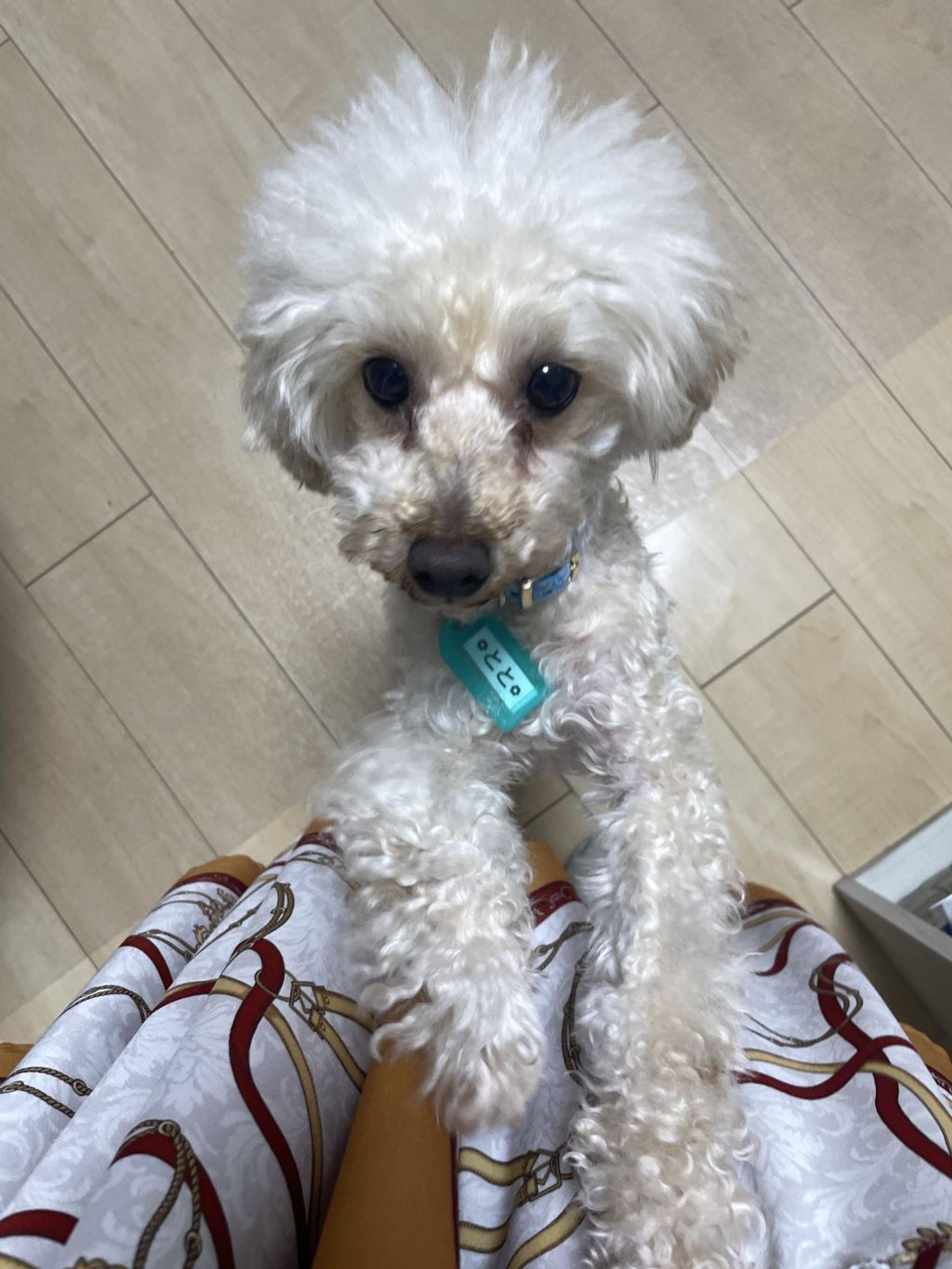 pet-image-3