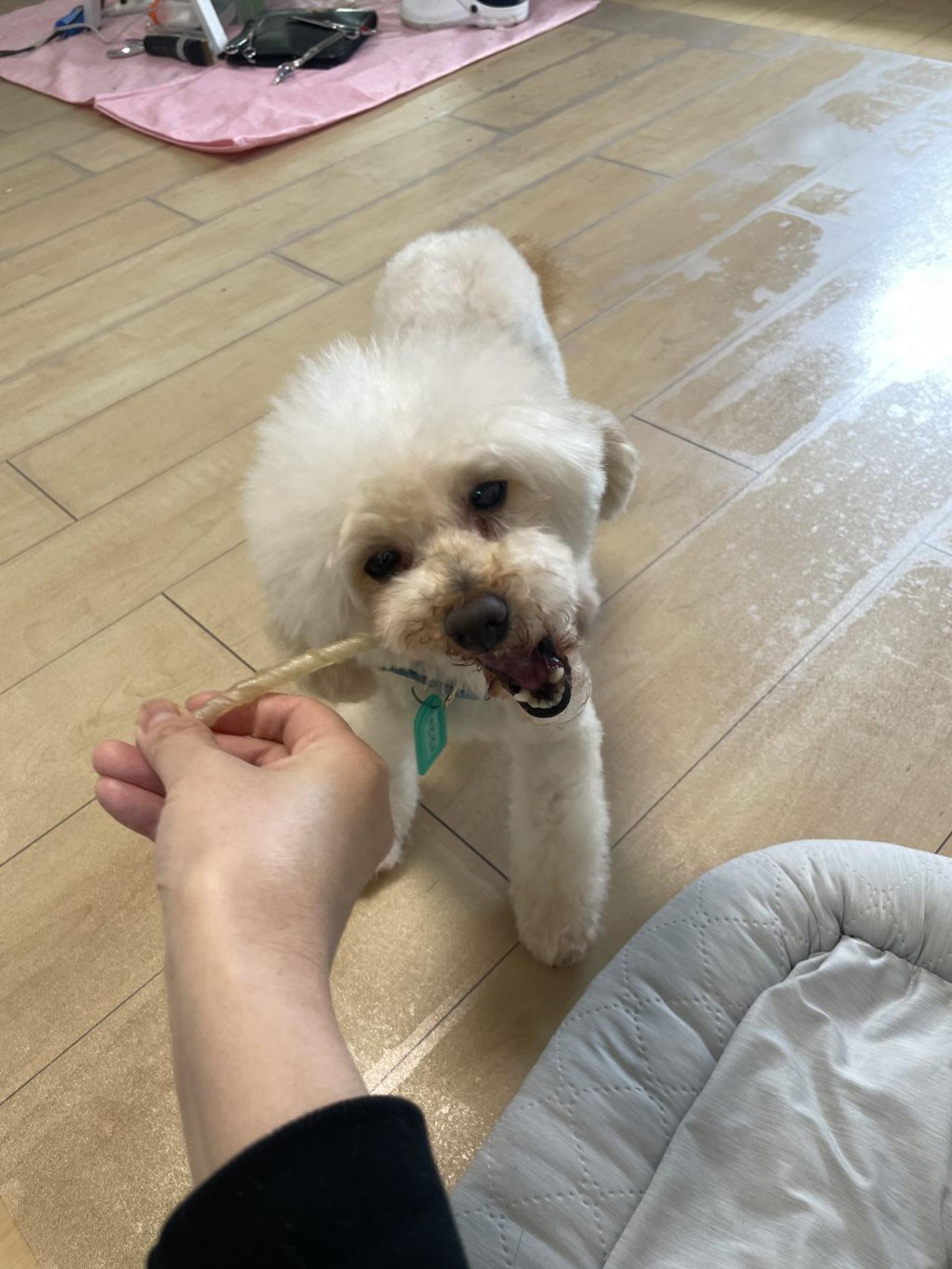 pet-image-4