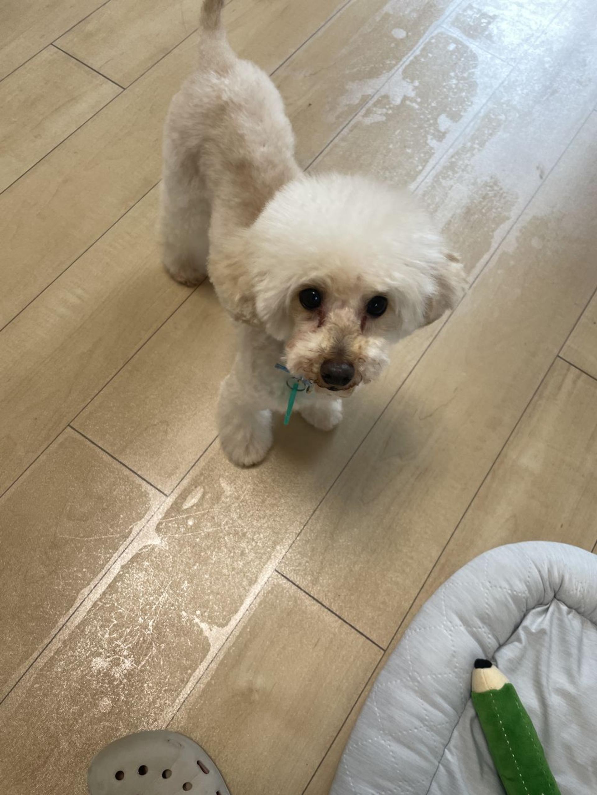 pet-image-6