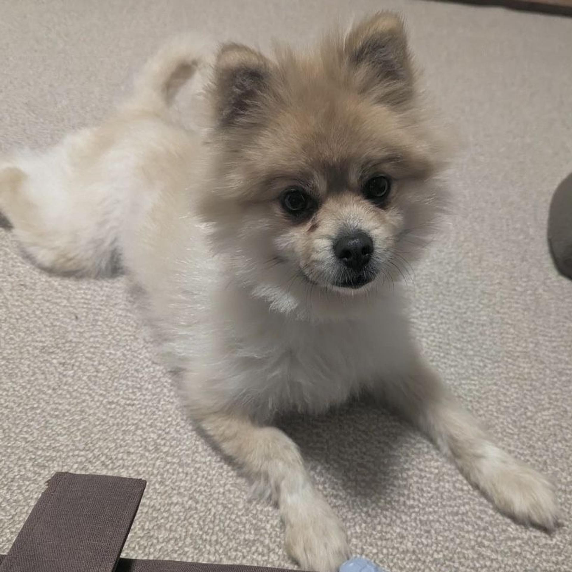 pet-image-2