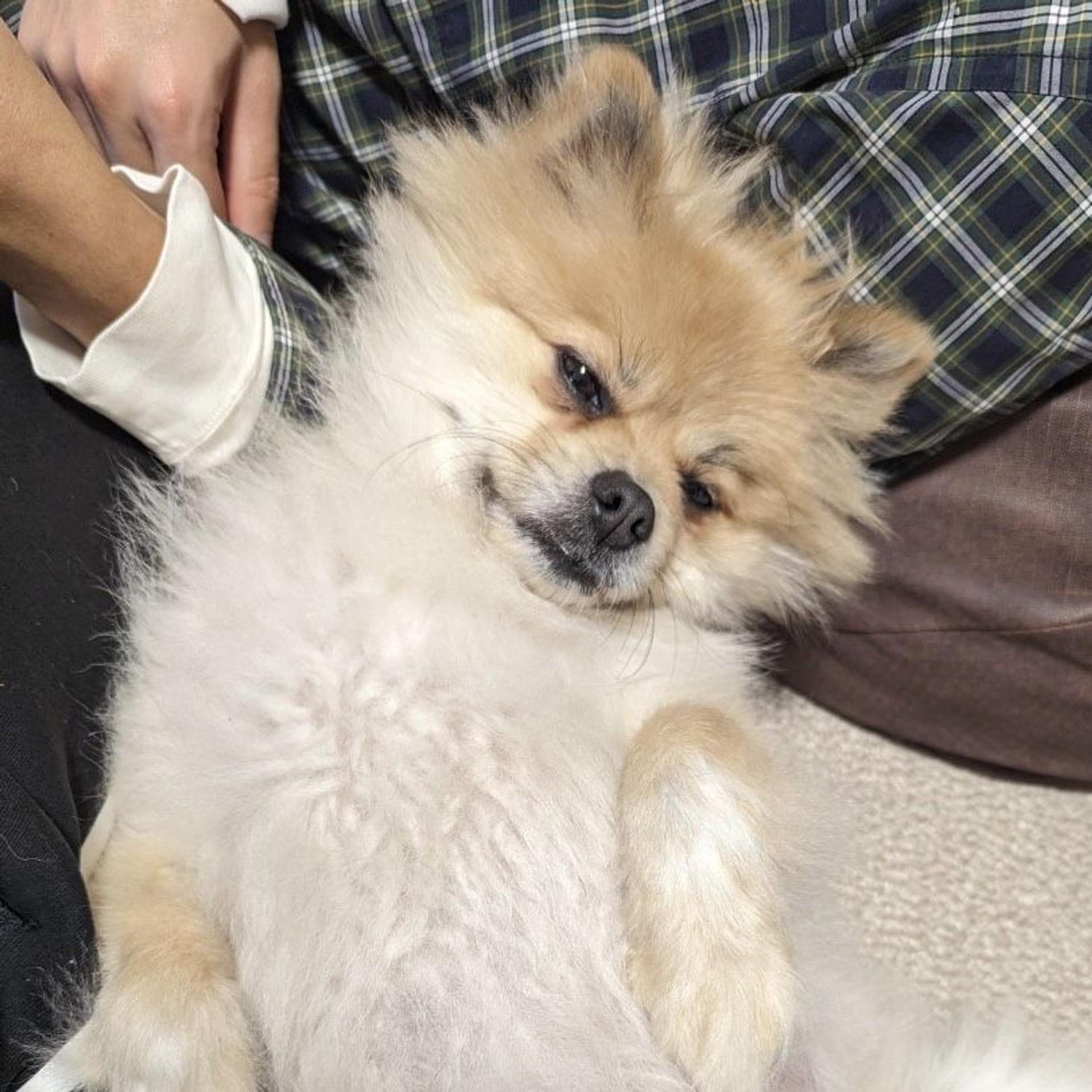 pet-image-6