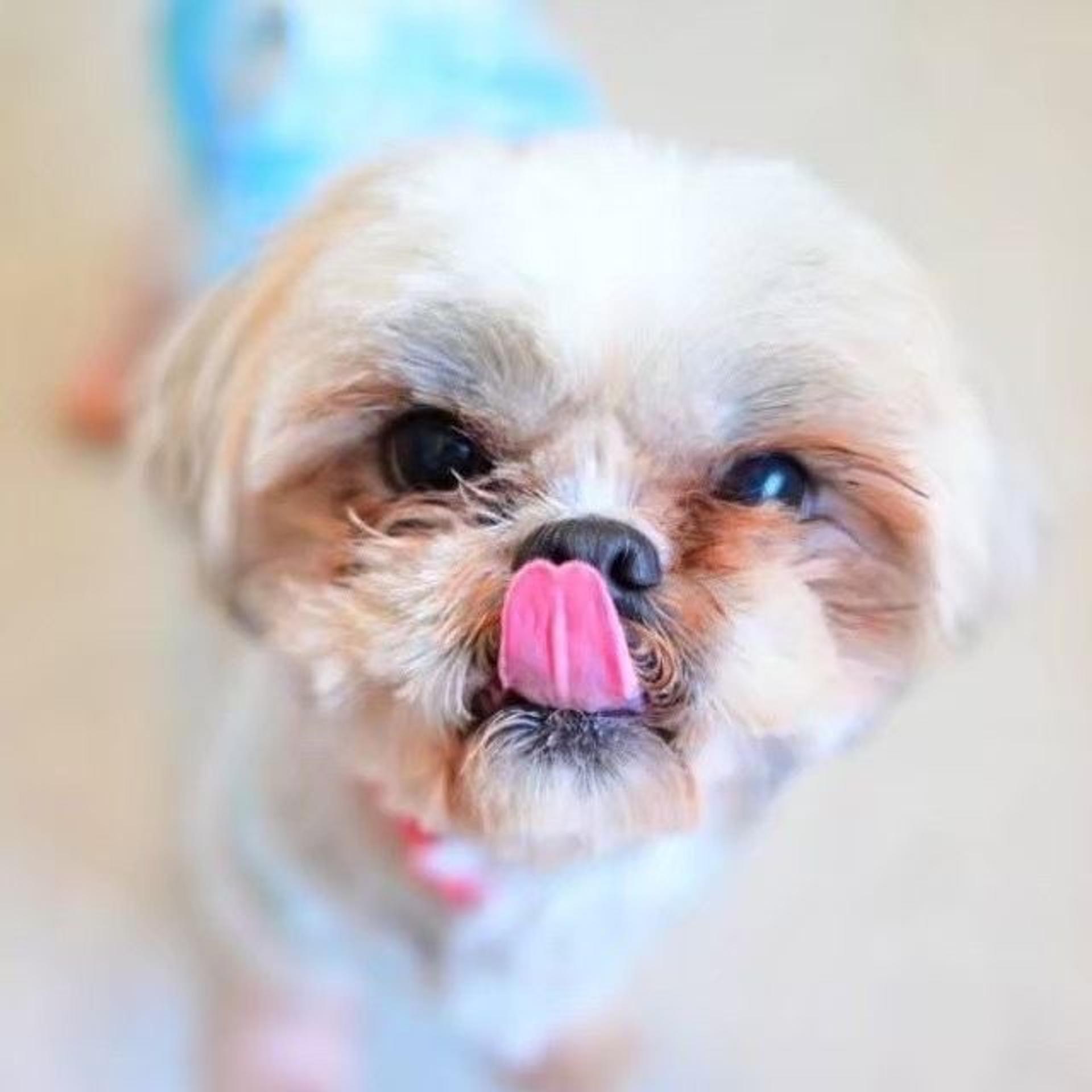 pet-image-3