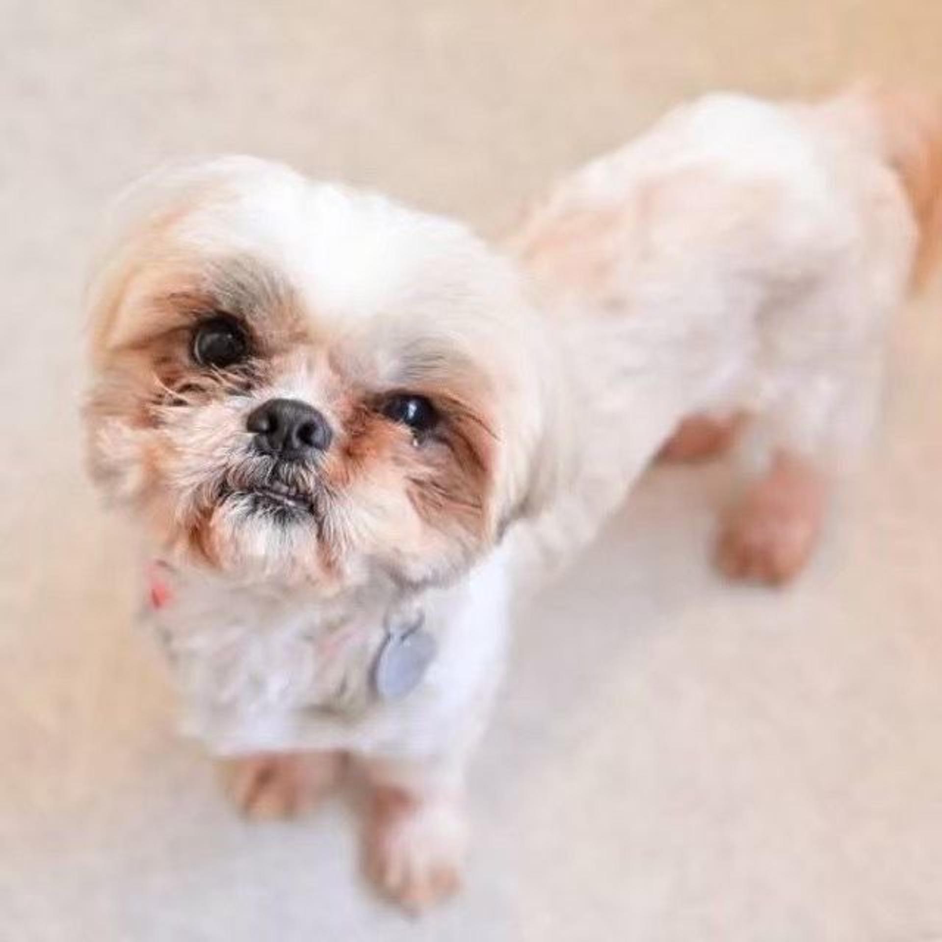 pet-image-4
