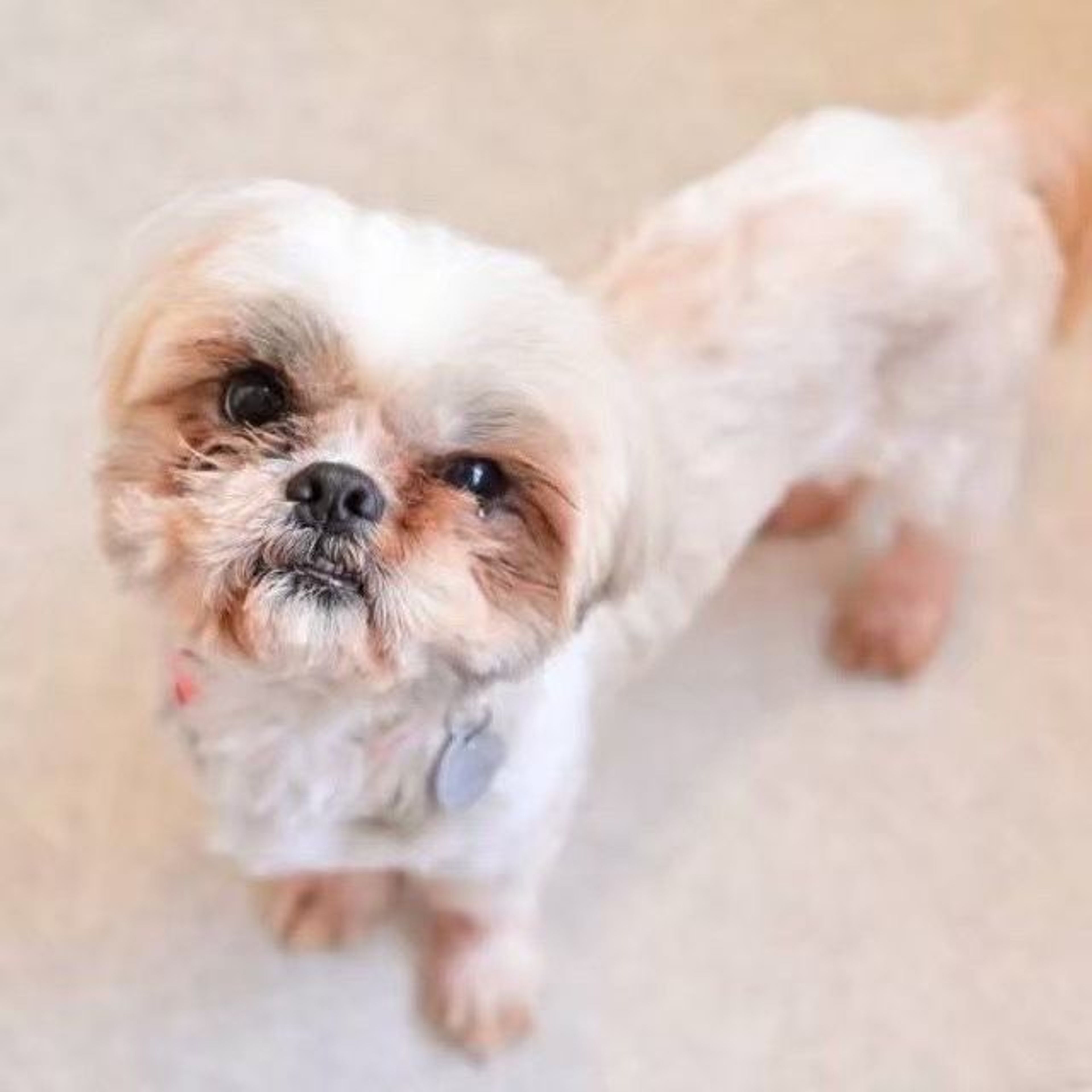 pet-image-4