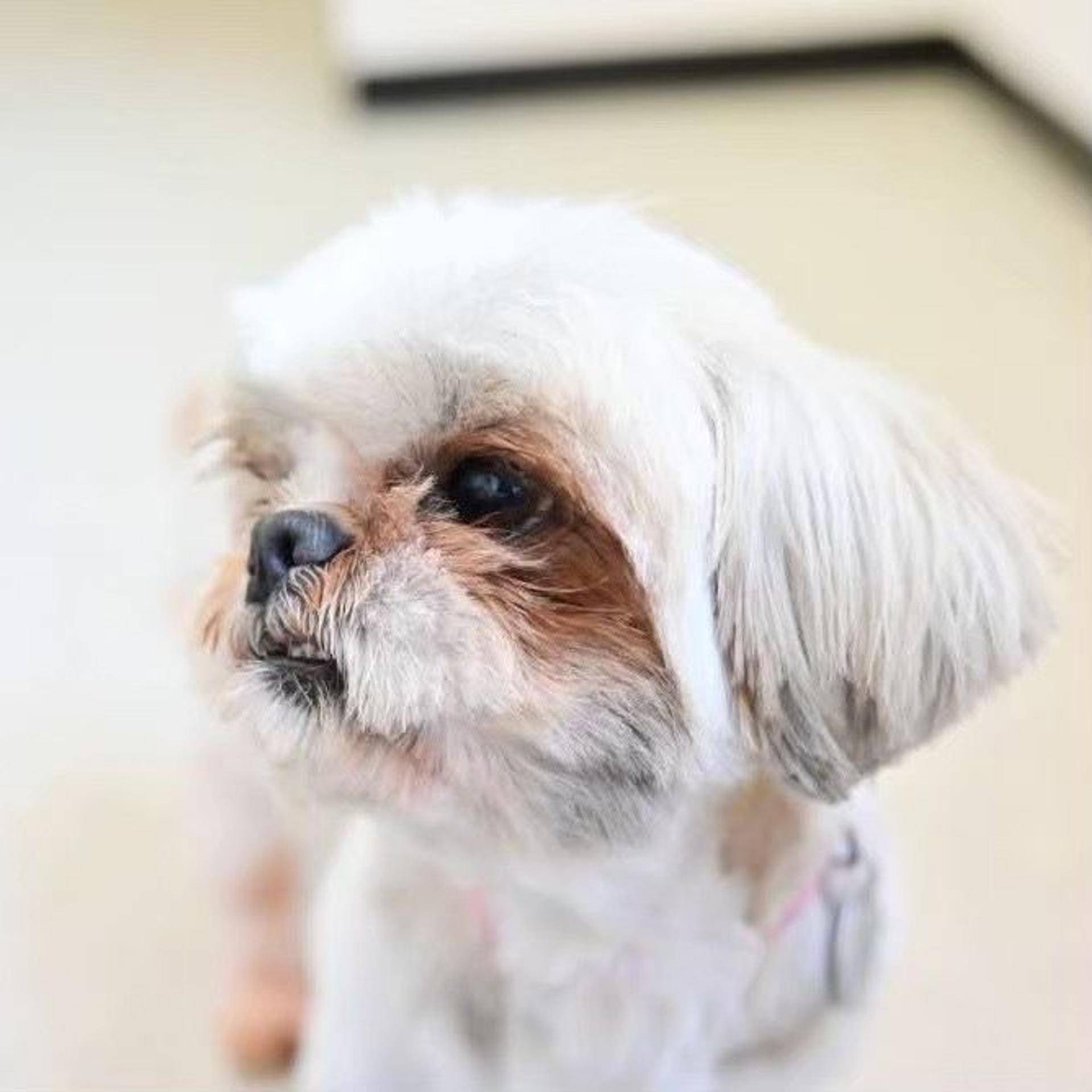 pet-image-5