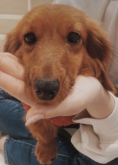 カナダの写真