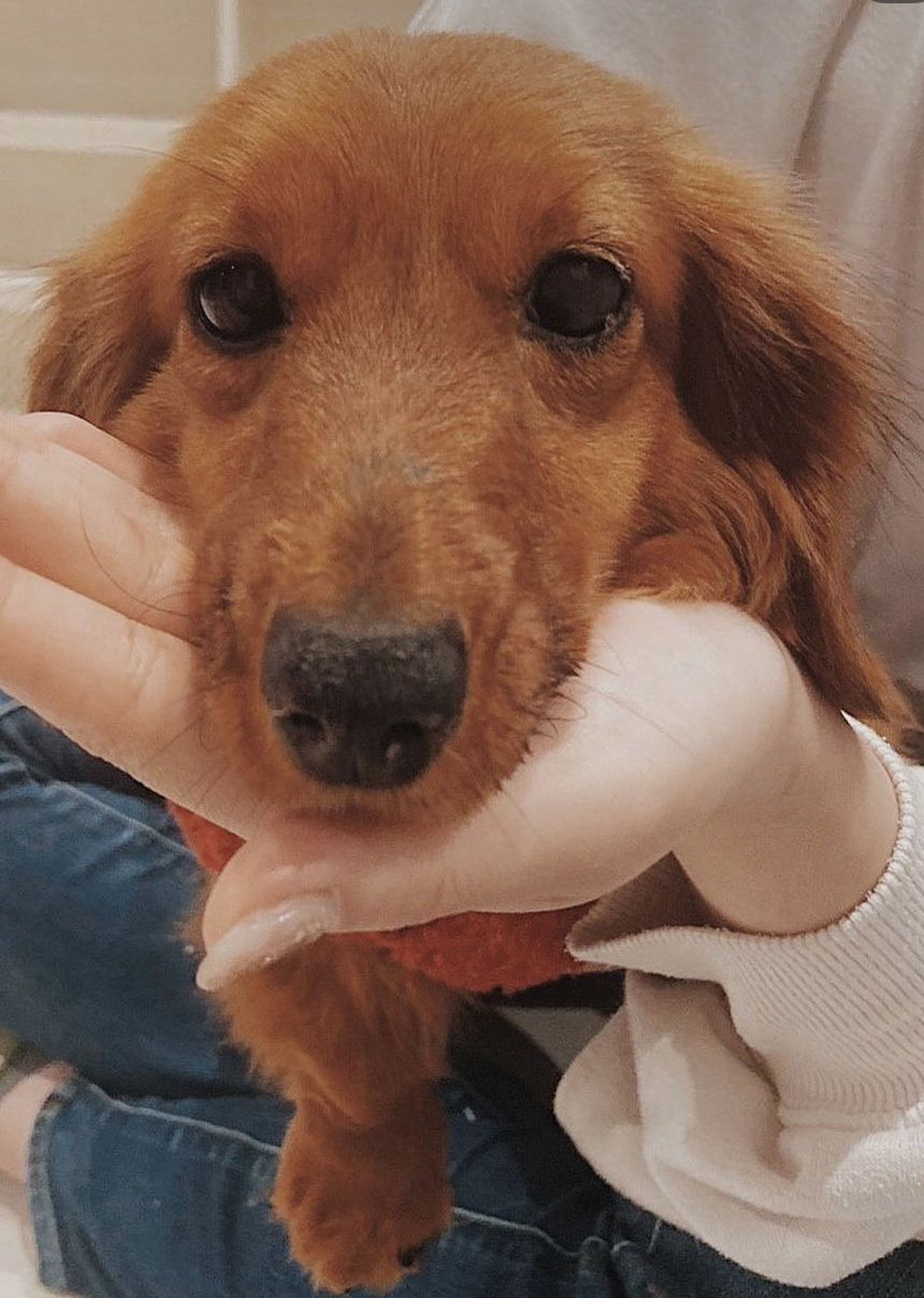 ミニチュア・ダックスフンド・オスの里親募集の写真
