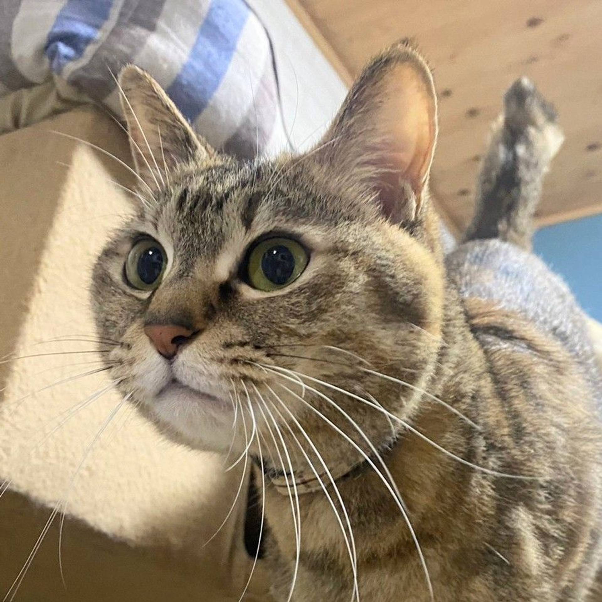 雑種（ミックス猫）・メスの里親募集の写真