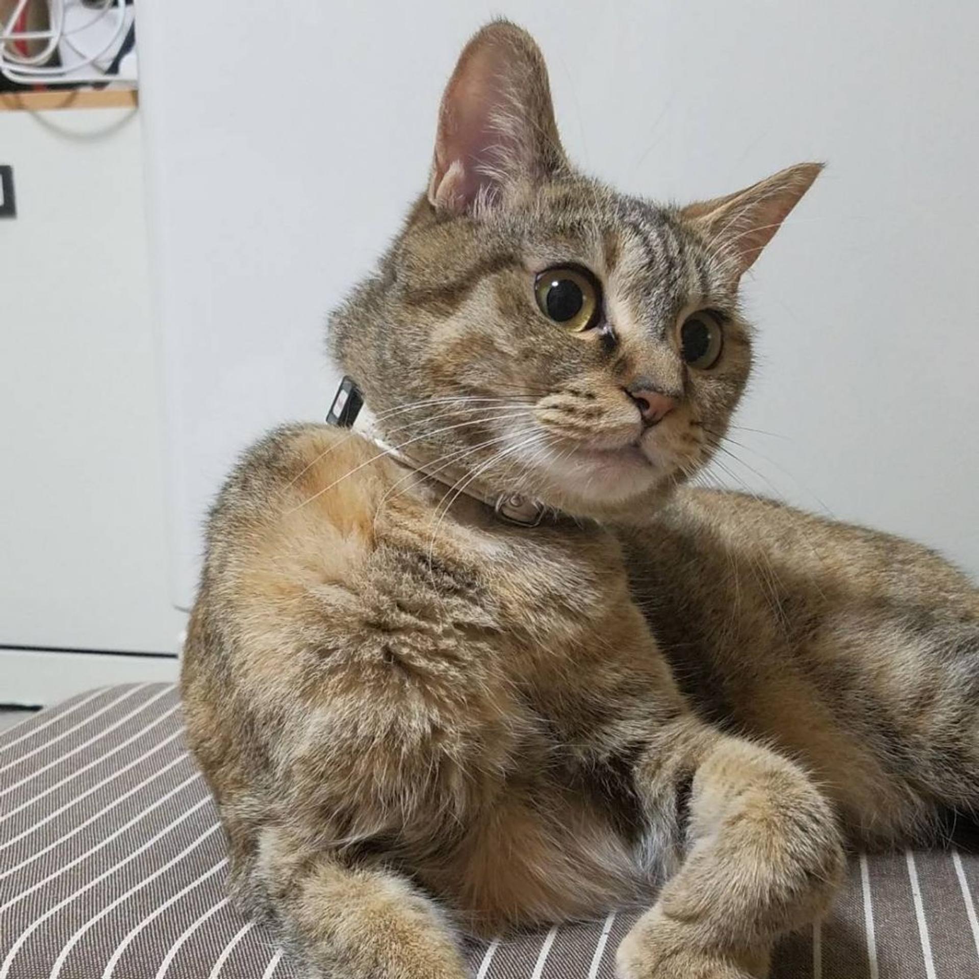 pet-image-2