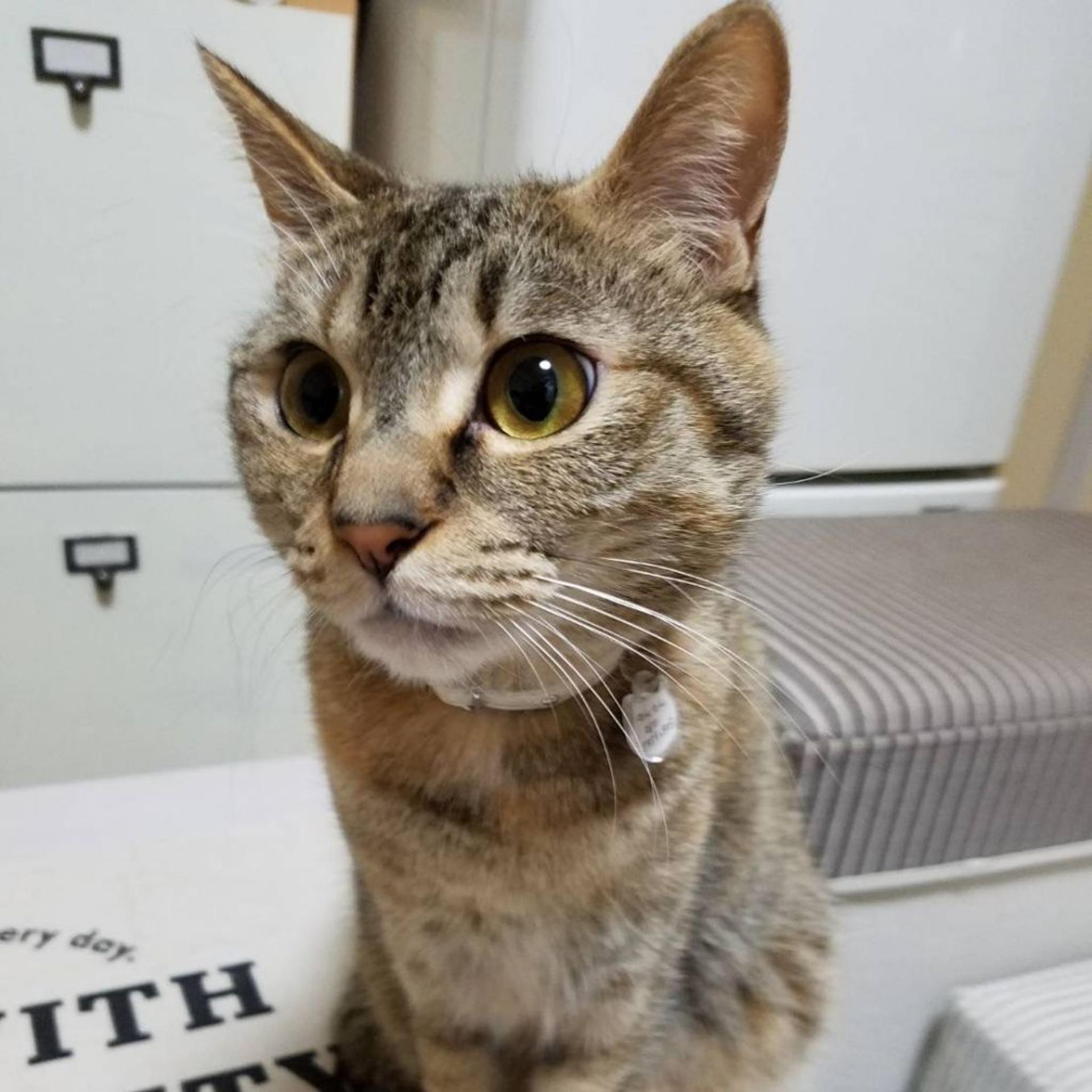 pet-image-3