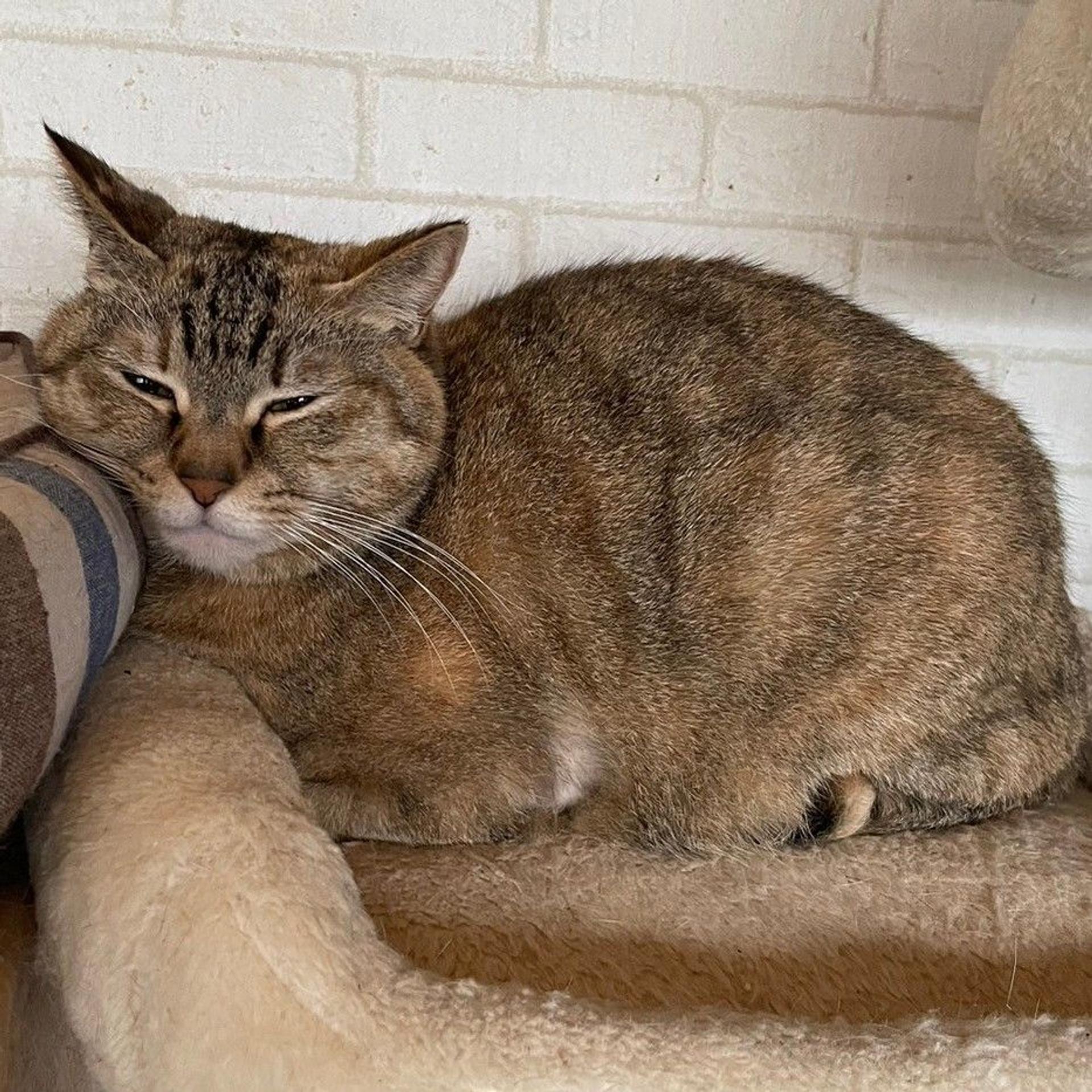 pet-image-5