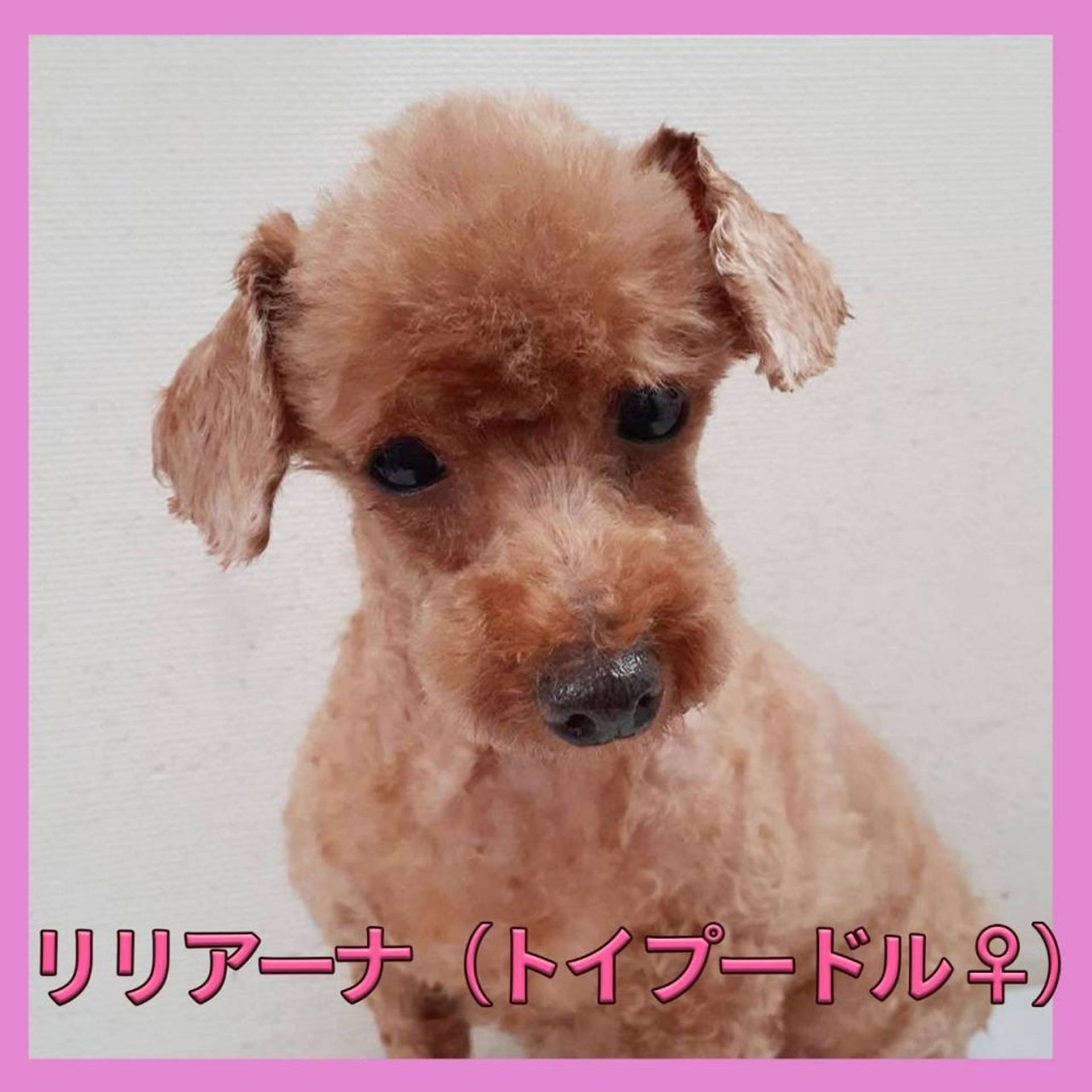 トイプードル・メスの里親募集の写真