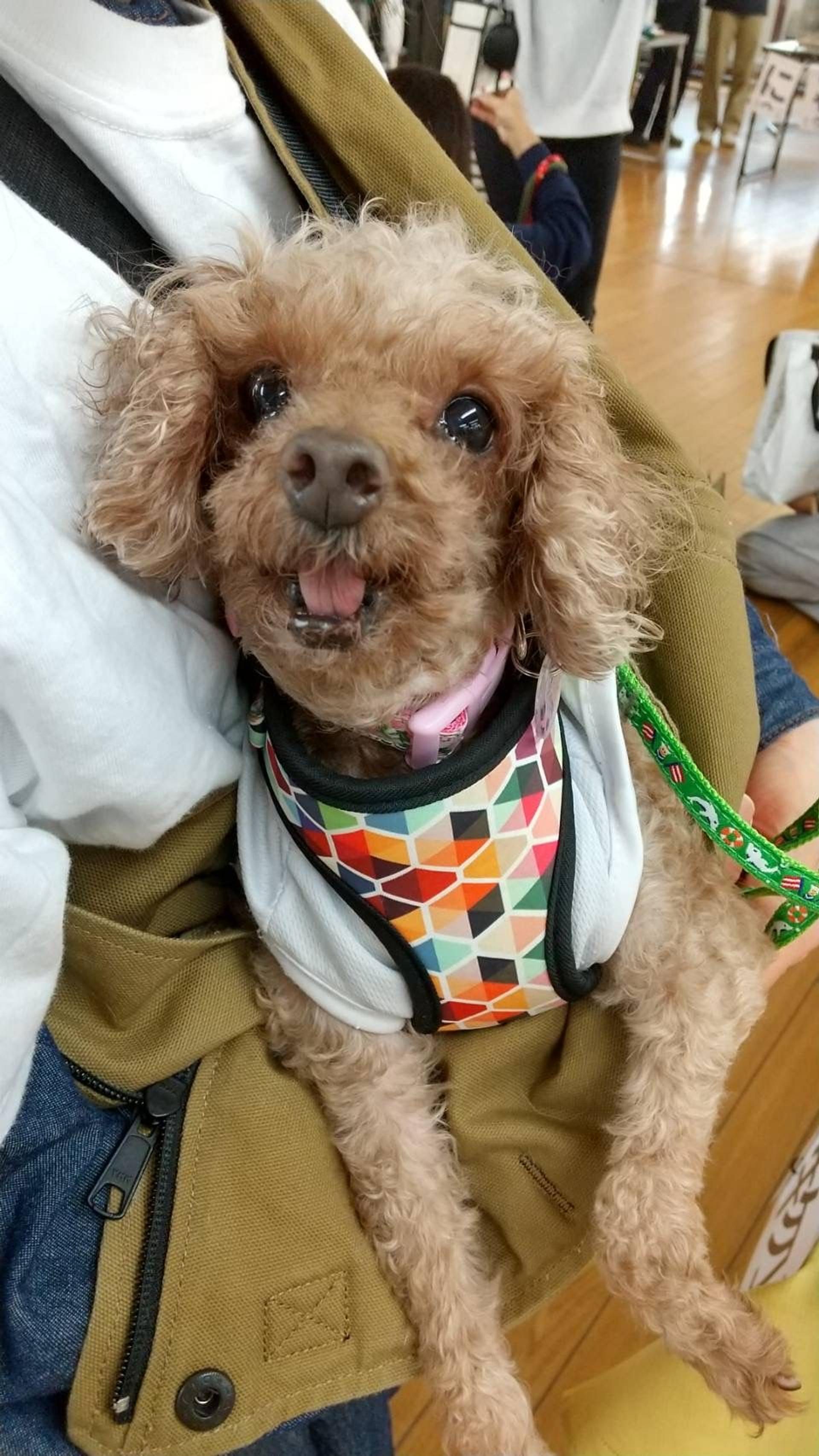 pet-image-2