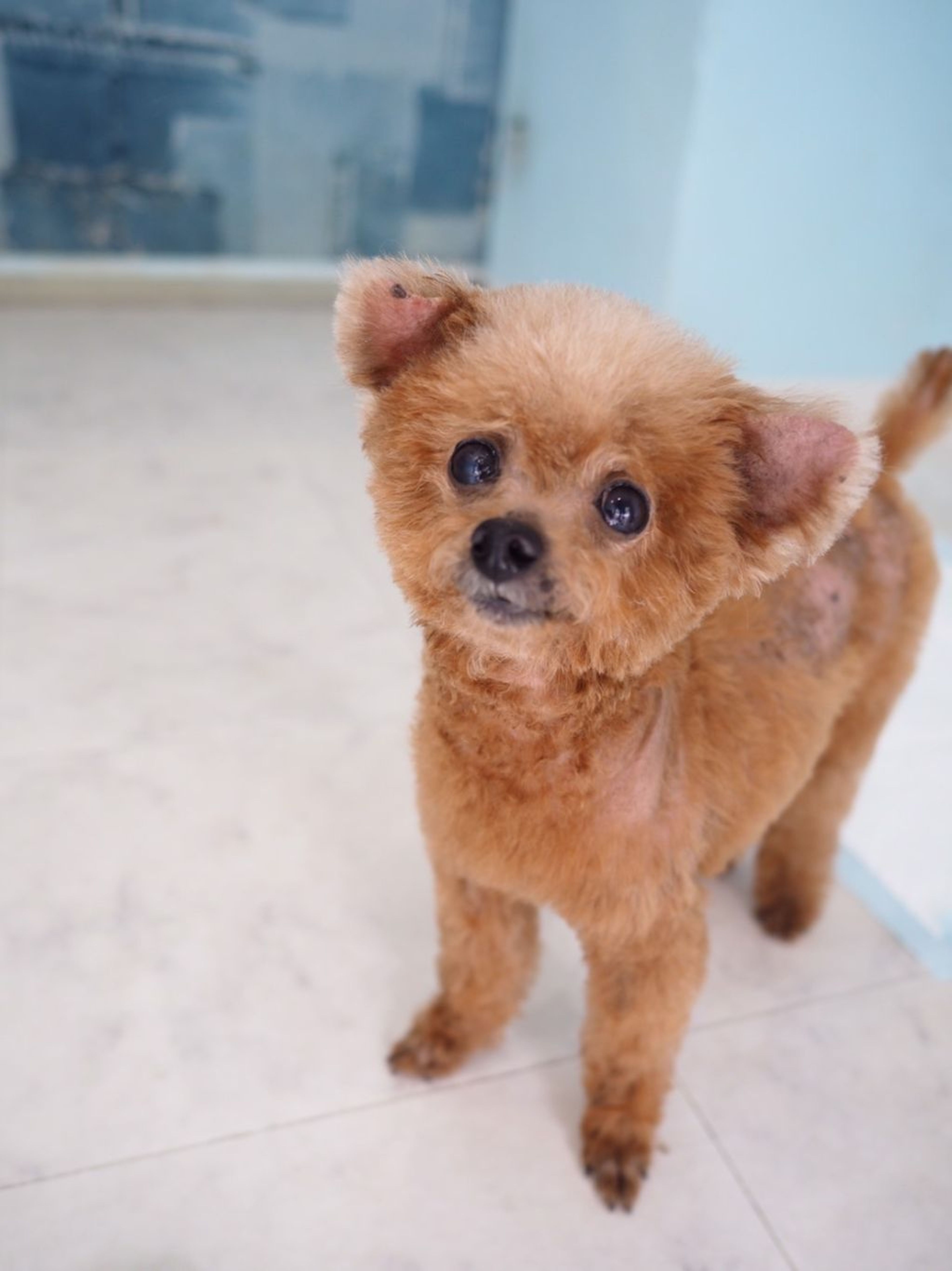 pet-image-4