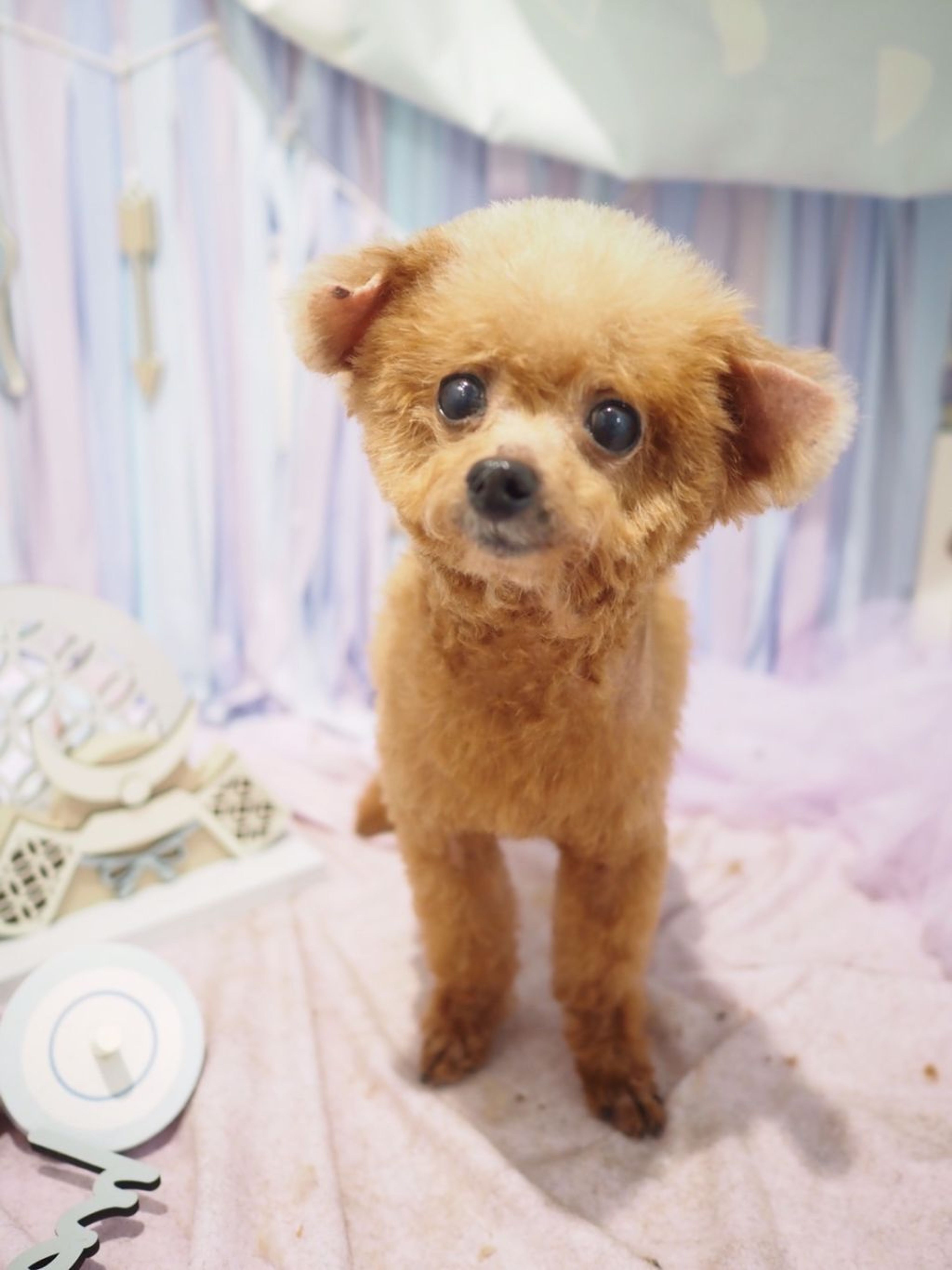 pet-image-6