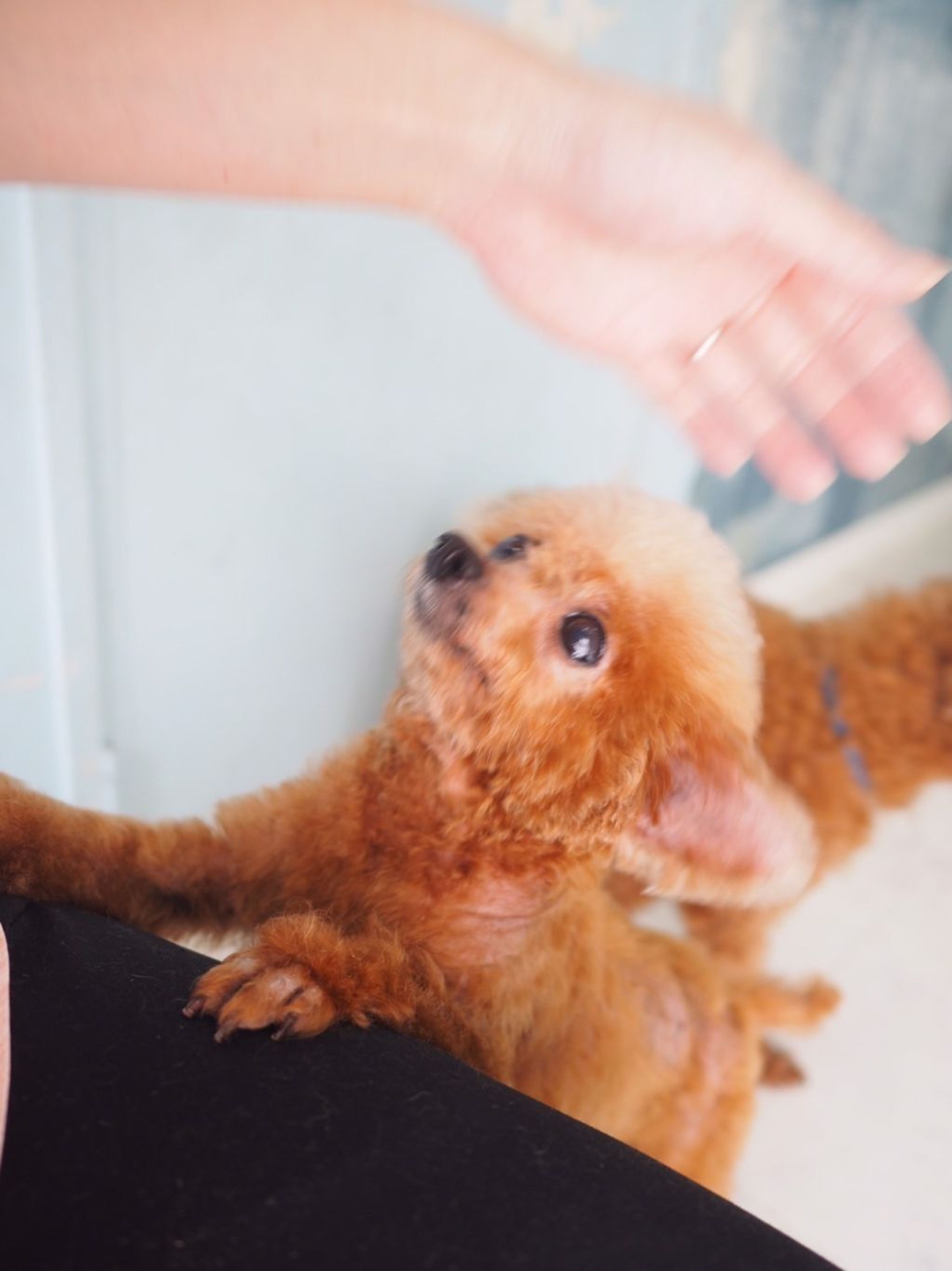 pet-image-7