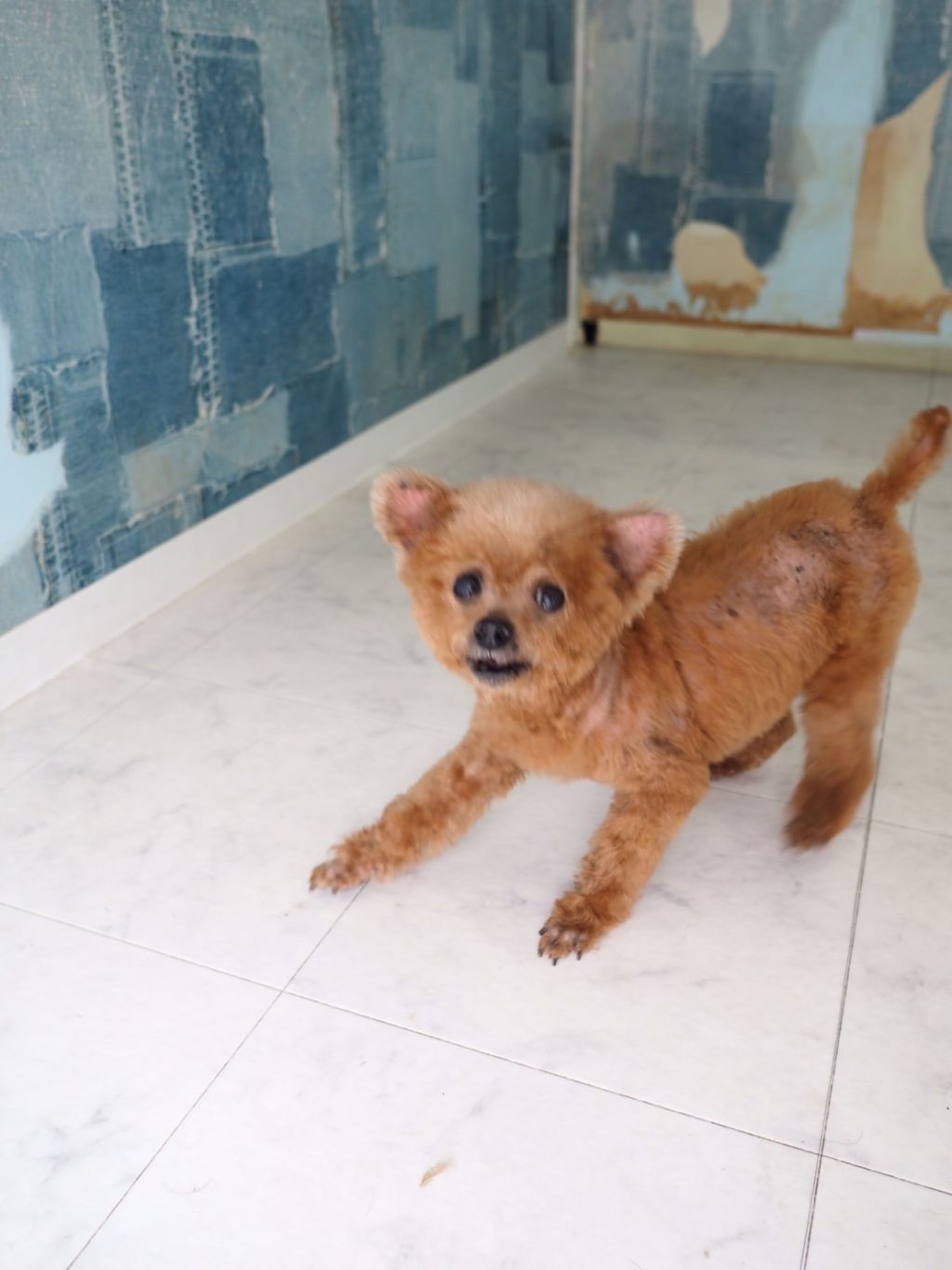pet-image-3
