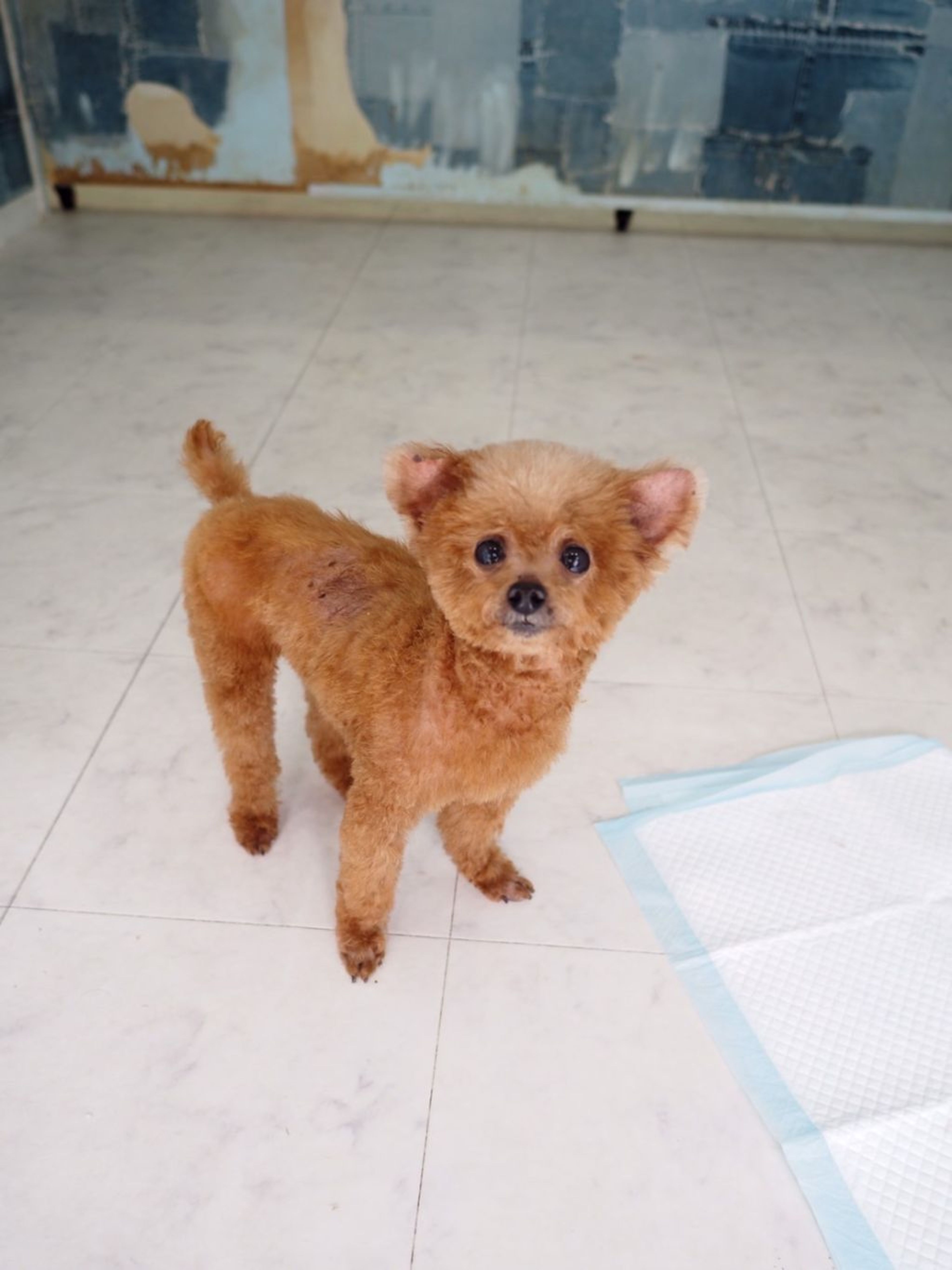 pet-image-5