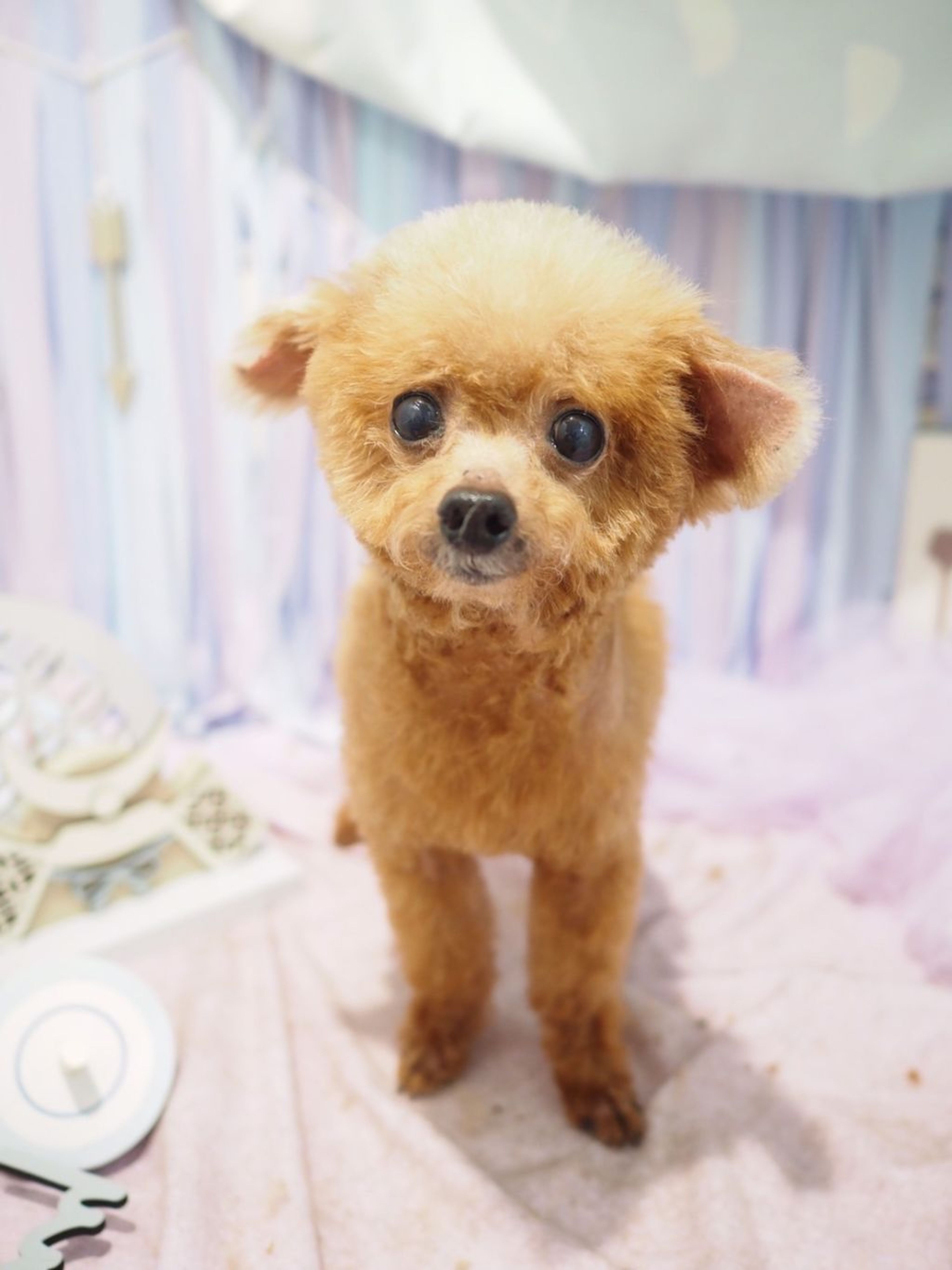 pet-image-8